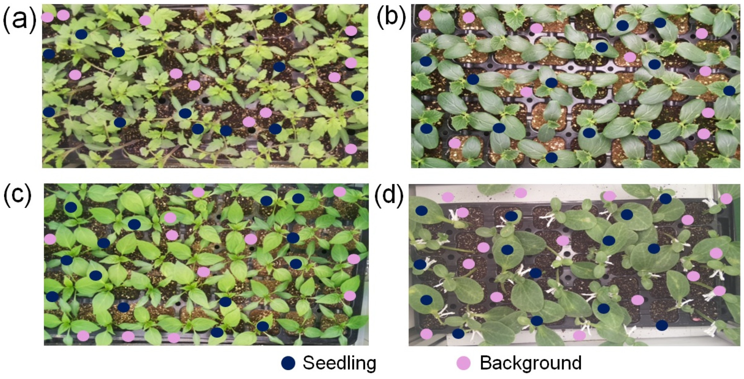 Agronomy 14 02940 g013 Agronomy 14 02940 g013