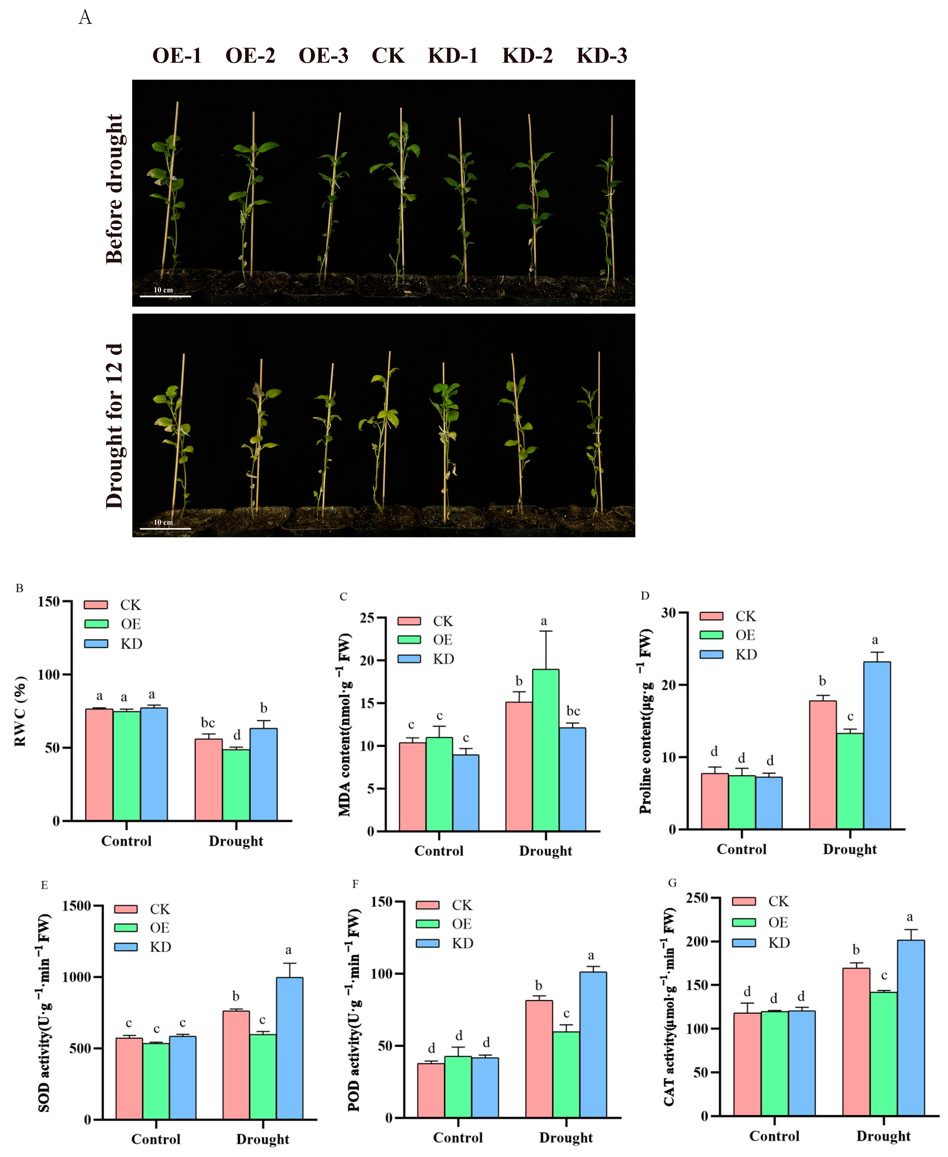 Agronomy 14 02948 g010