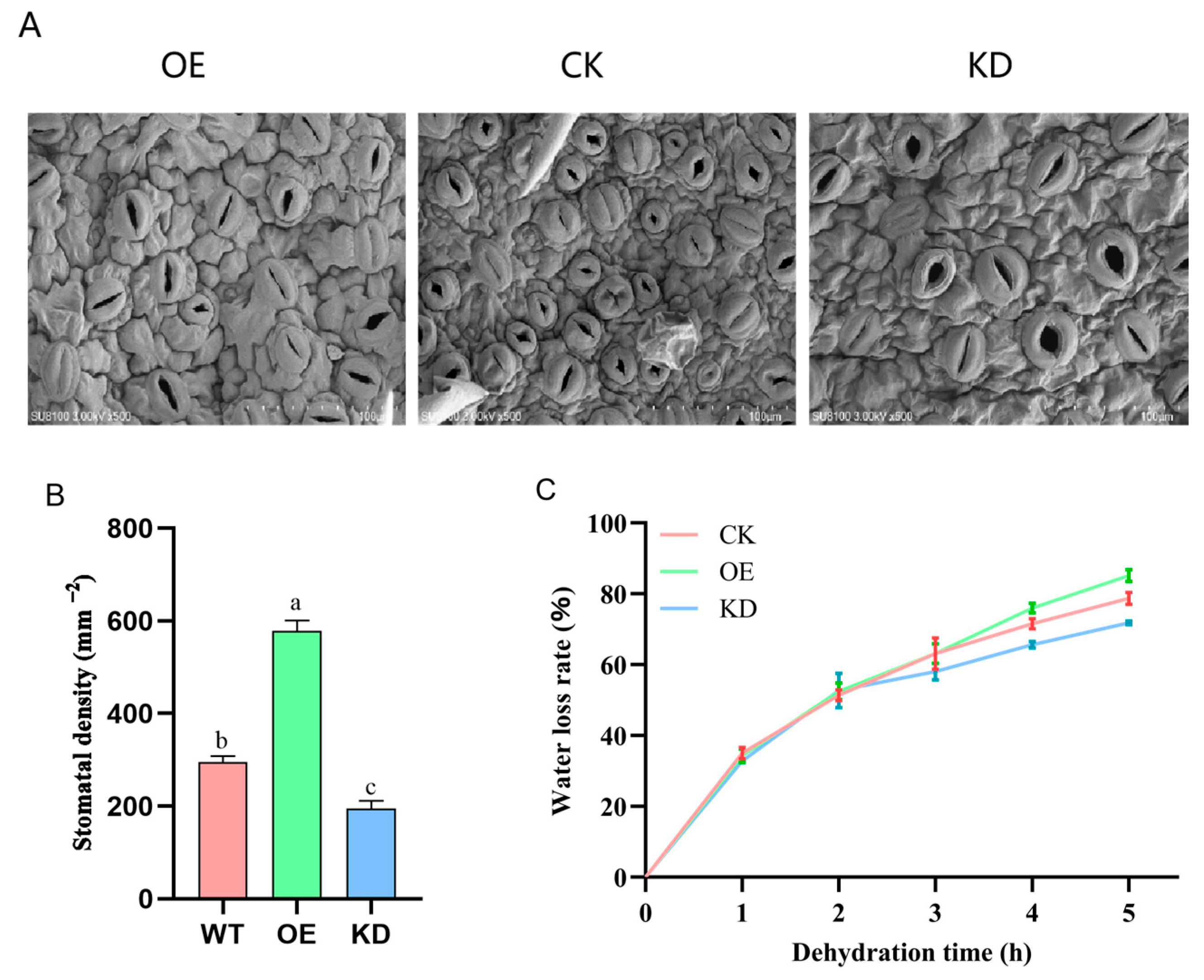 Agronomy 14 02948 g011