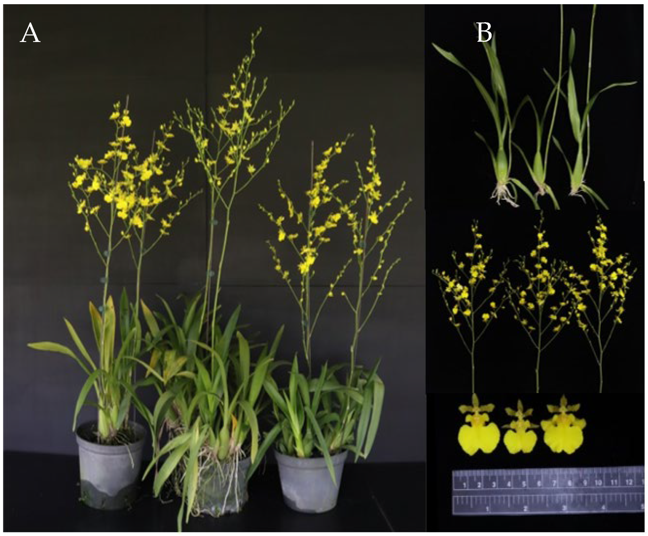 Agronomy 14 02951 g001