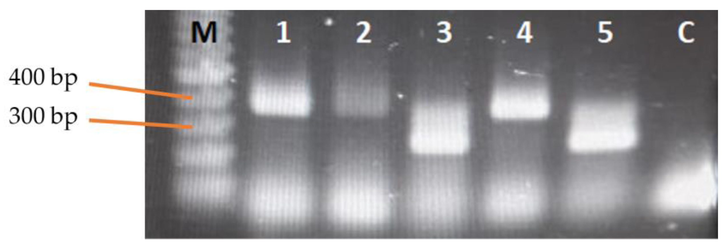 Agronomy 14 02962 g001