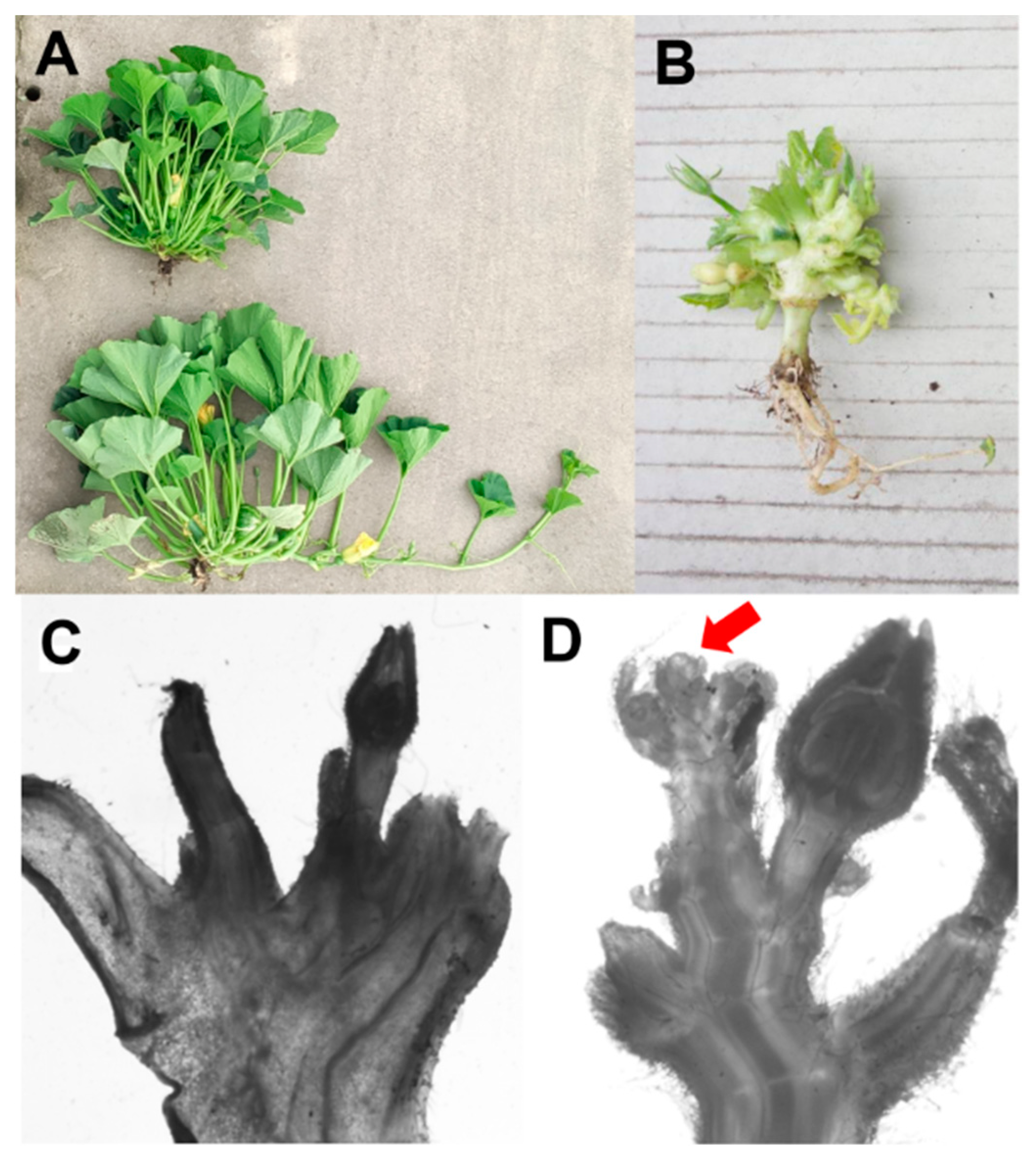 Agronomy 14 02967 g001
