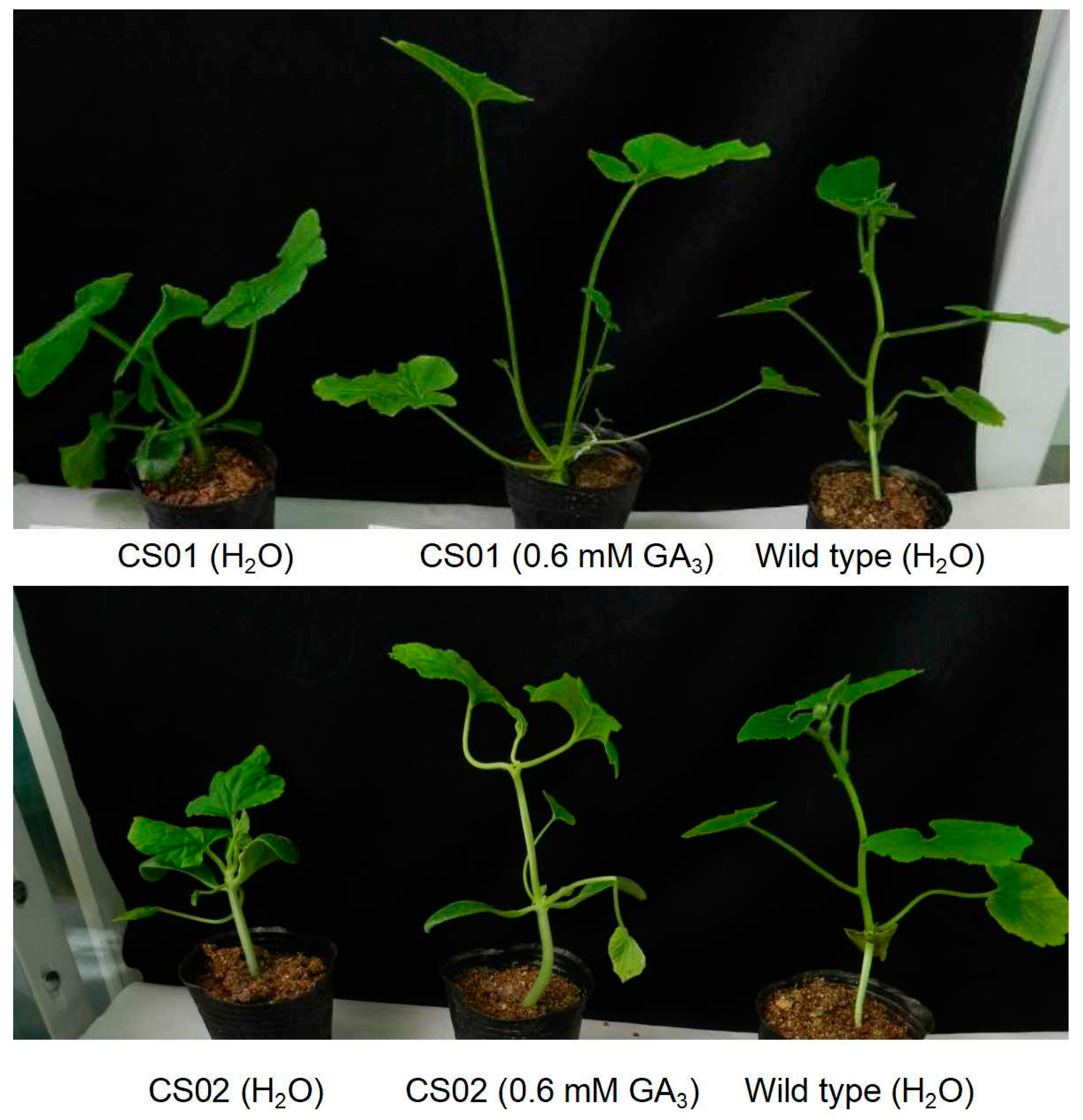 Agronomy 14 02967 g002