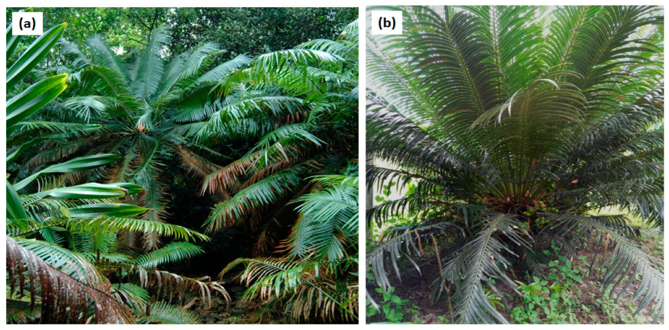 Agronomy 14 02974 g002