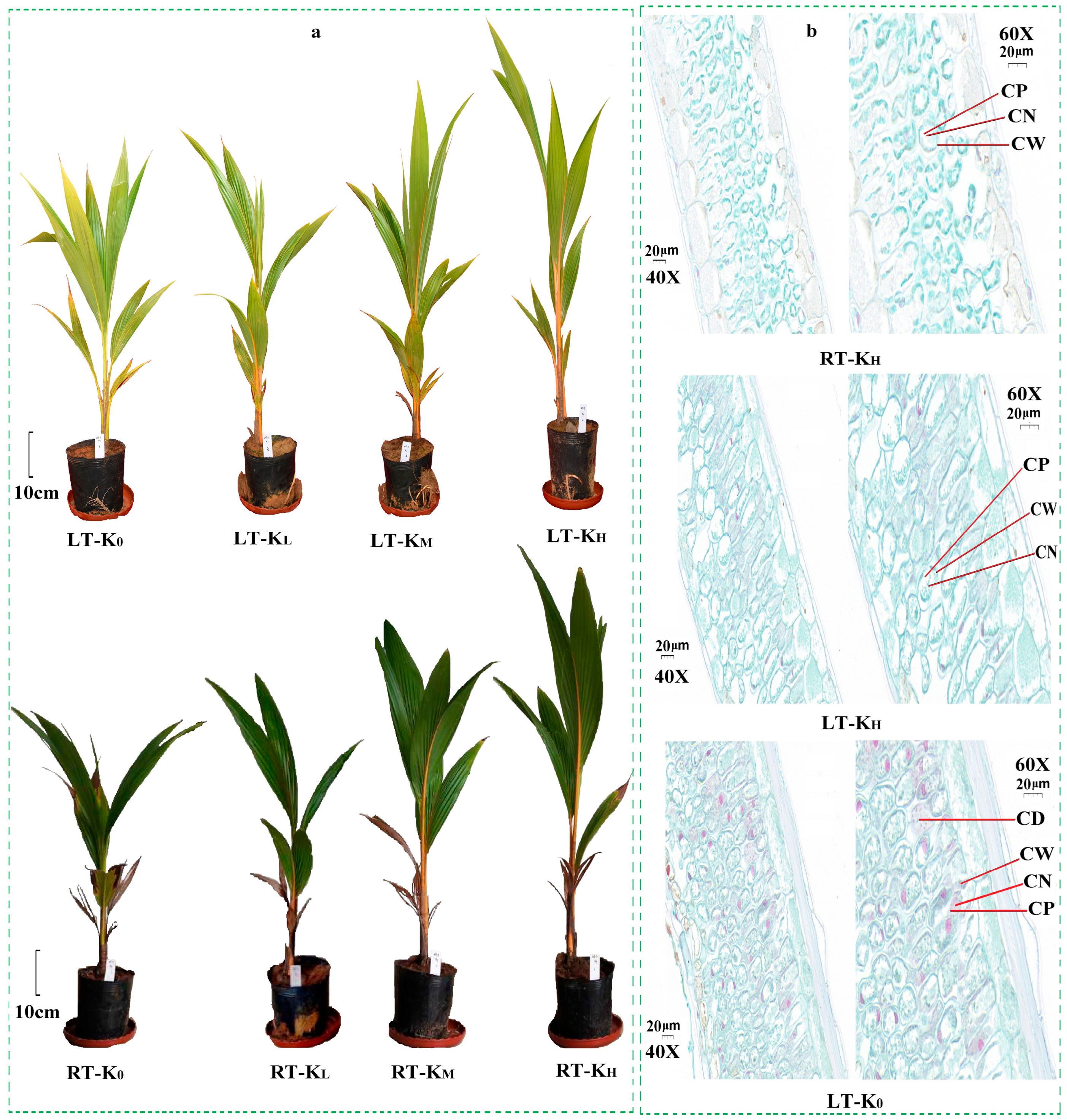 Agronomy 14 02983 g001