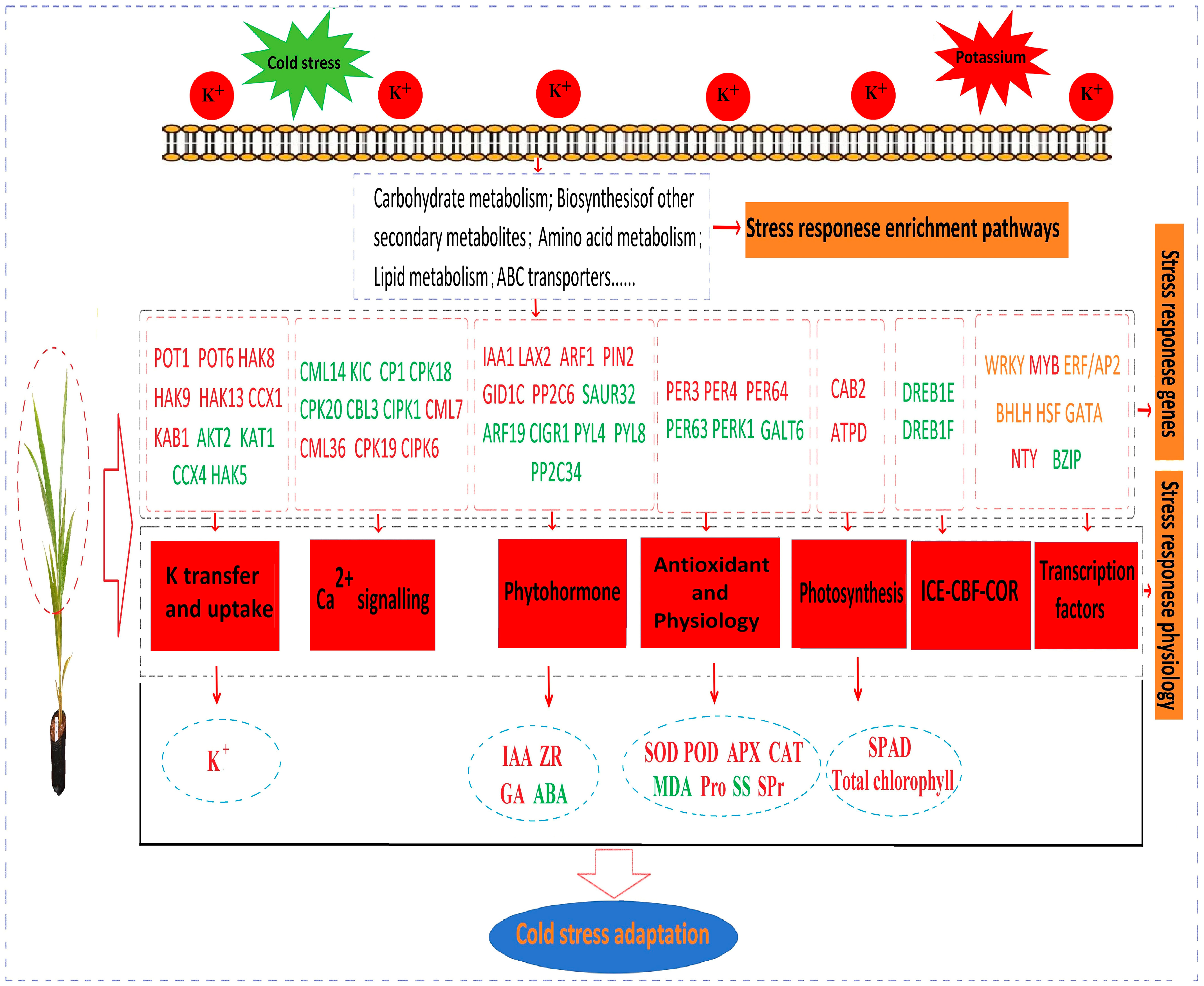 Agronomy 14 02983 g012