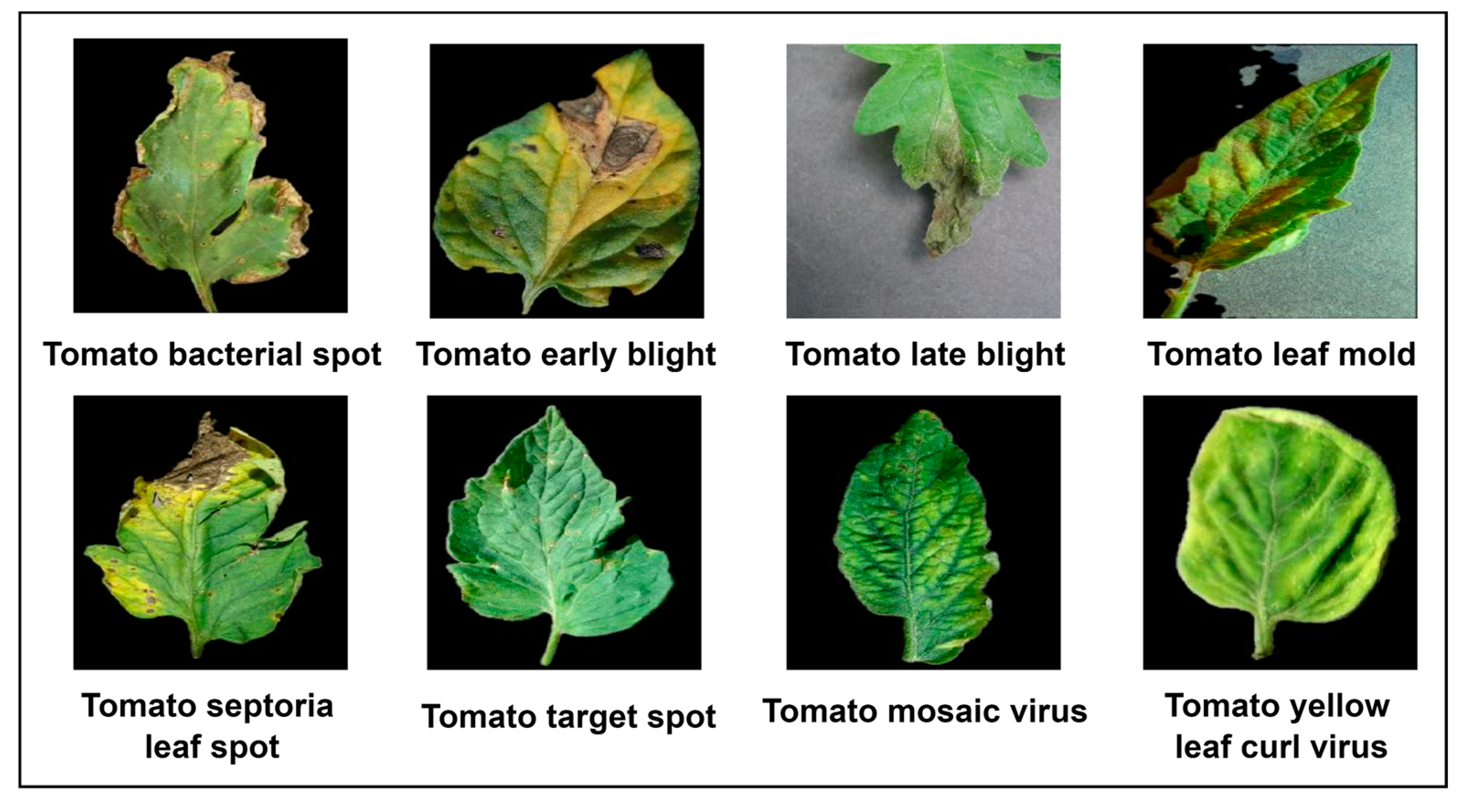 Agronomy 14 02985 g001