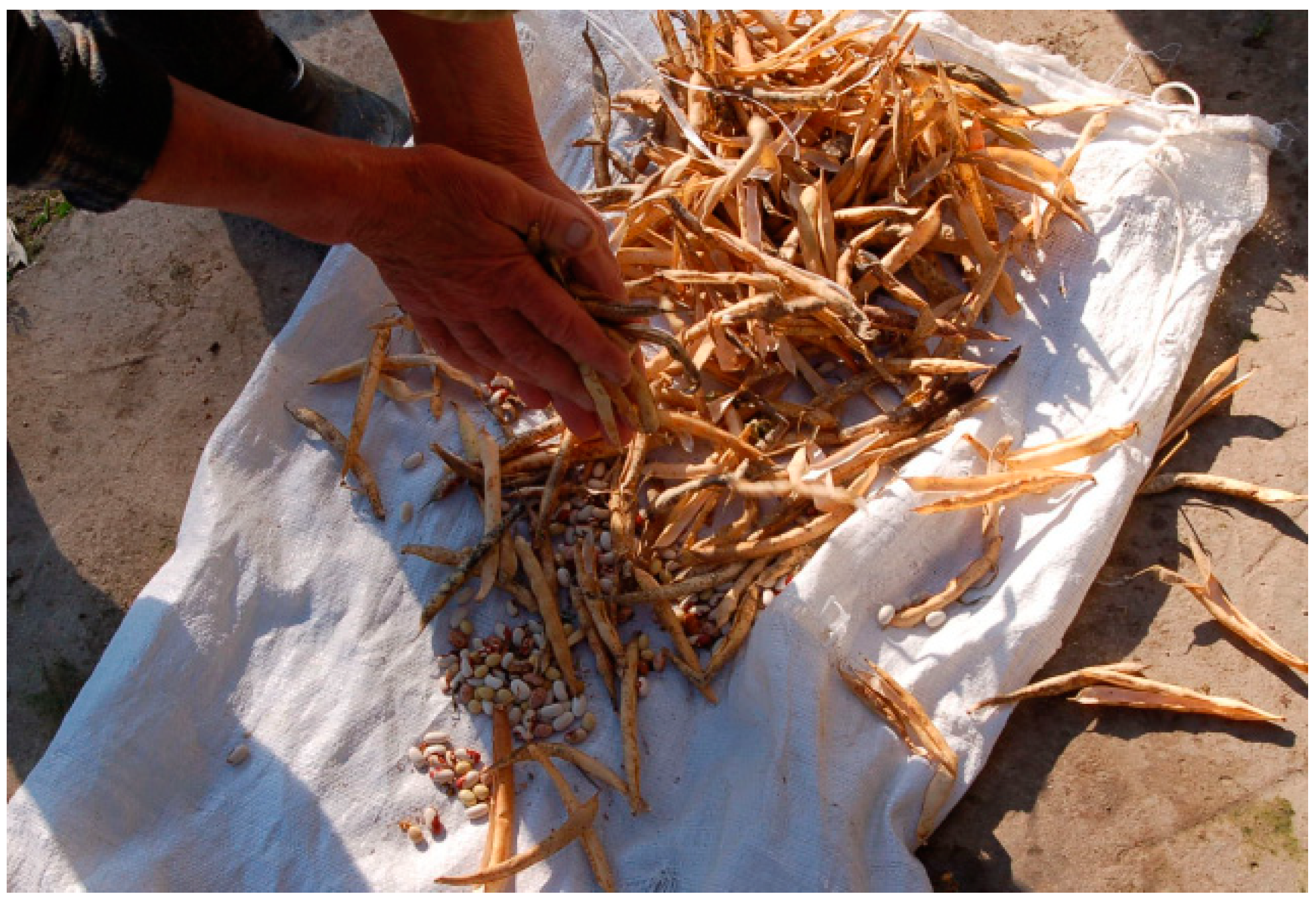 Agronomy 14 02992 g007