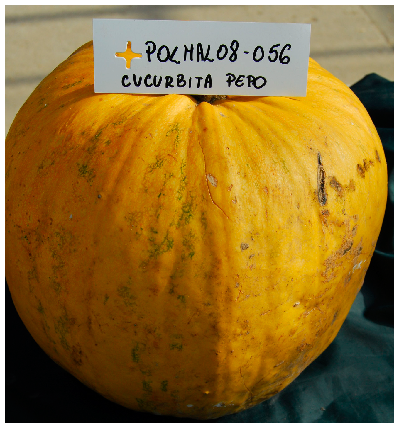 Agronomy 14 02992 g008