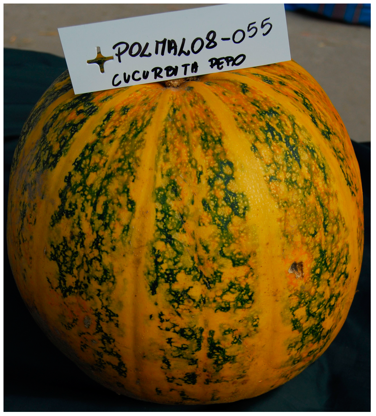 Agronomy 14 02992 g009