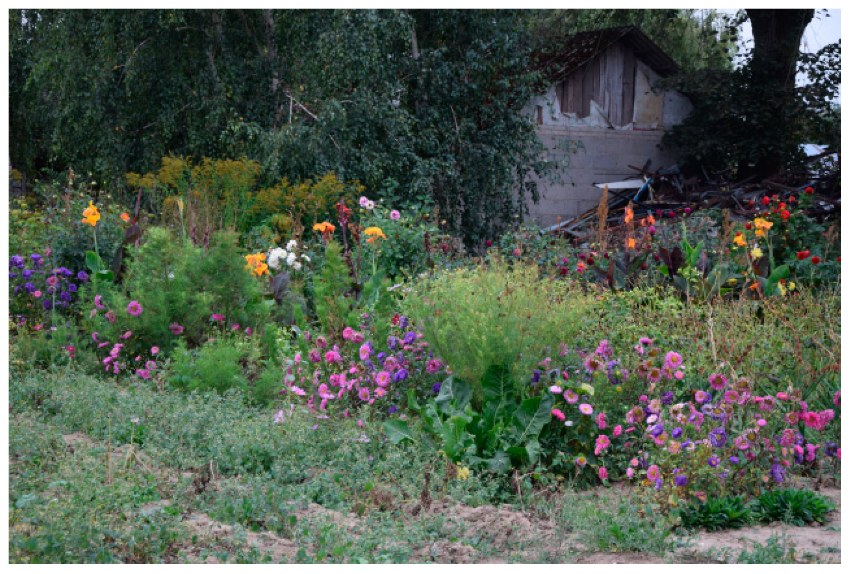 Agronomy 14 02992 g011