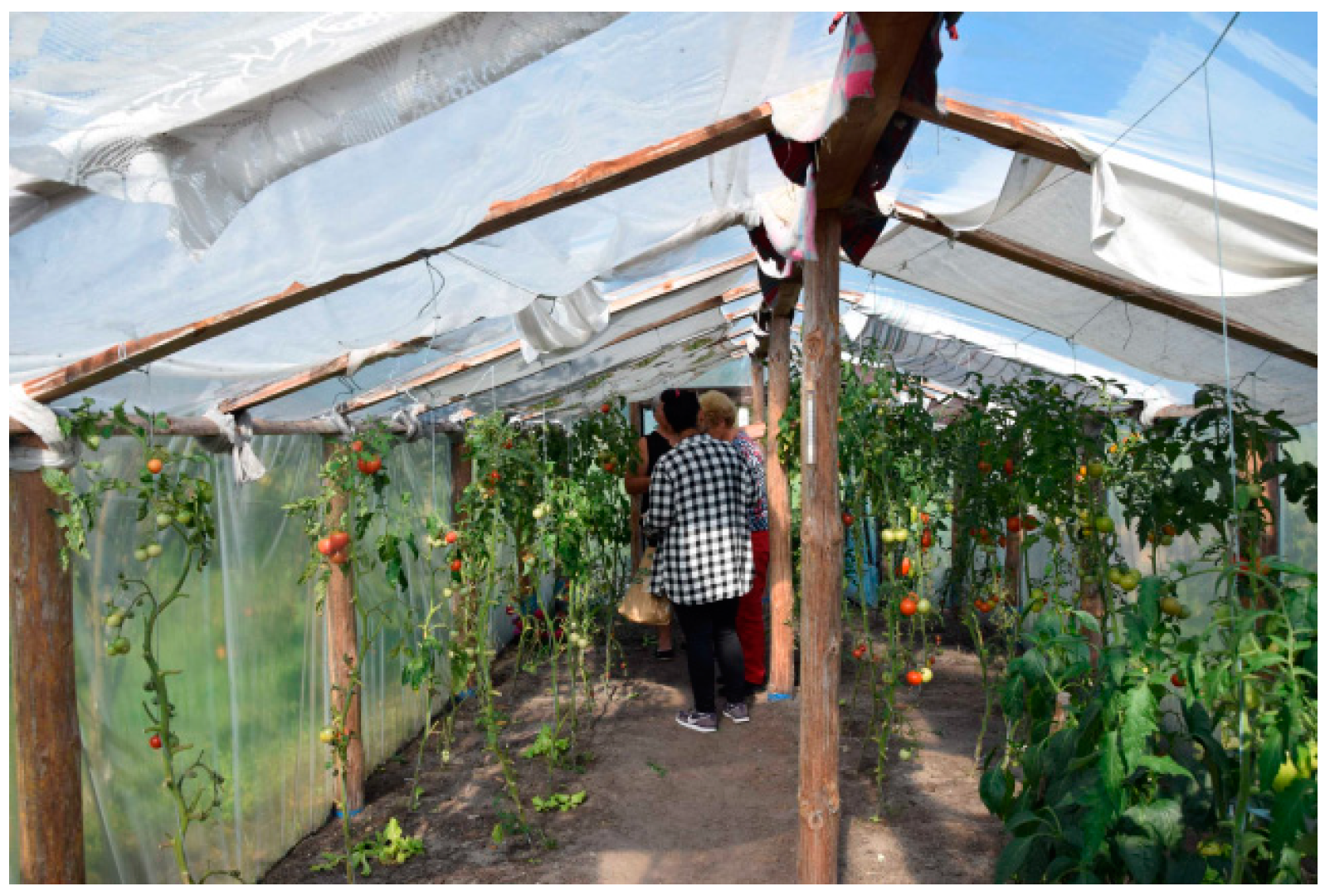 Agronomy 14 02992 g014