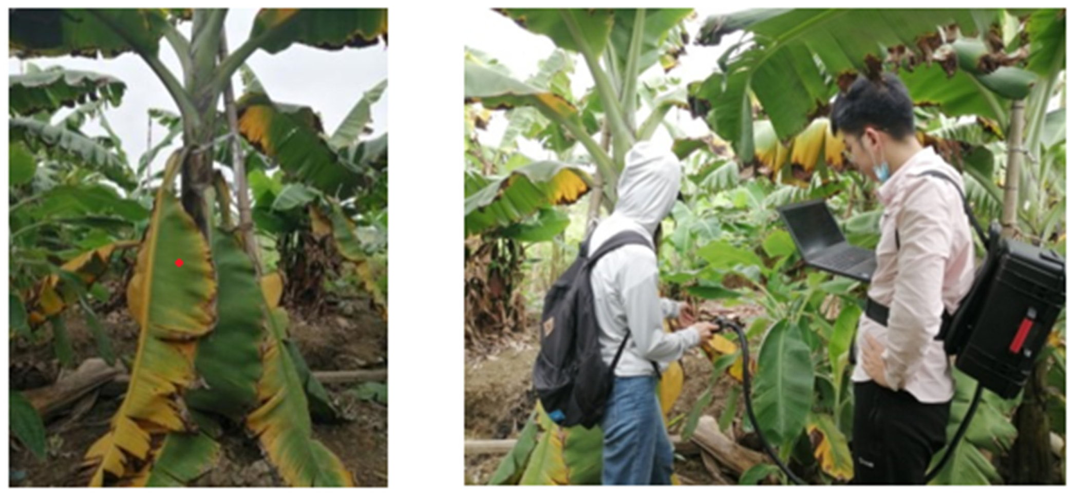 Agronomy 14 02994 g003