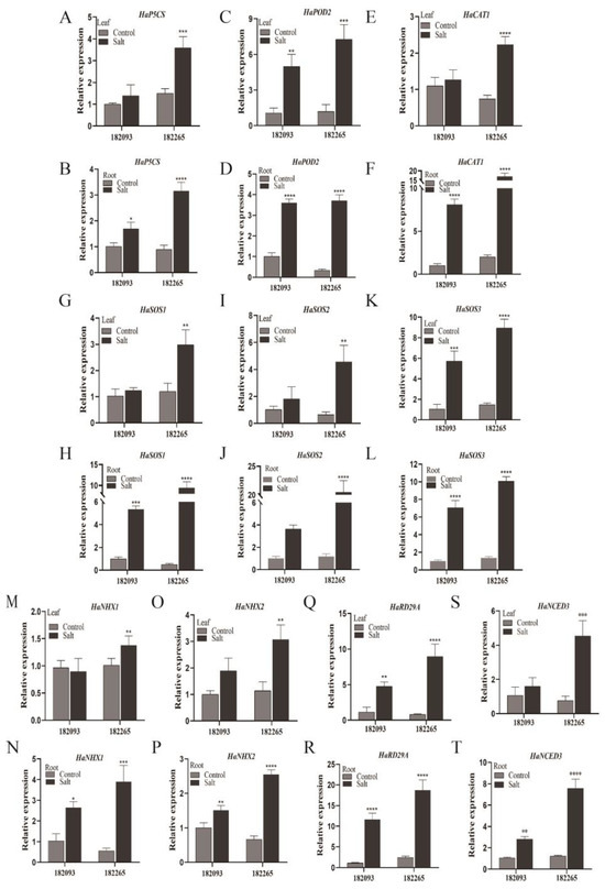 Physiological Evaluation of Salt Tolerance in Sunflower Seedlings
