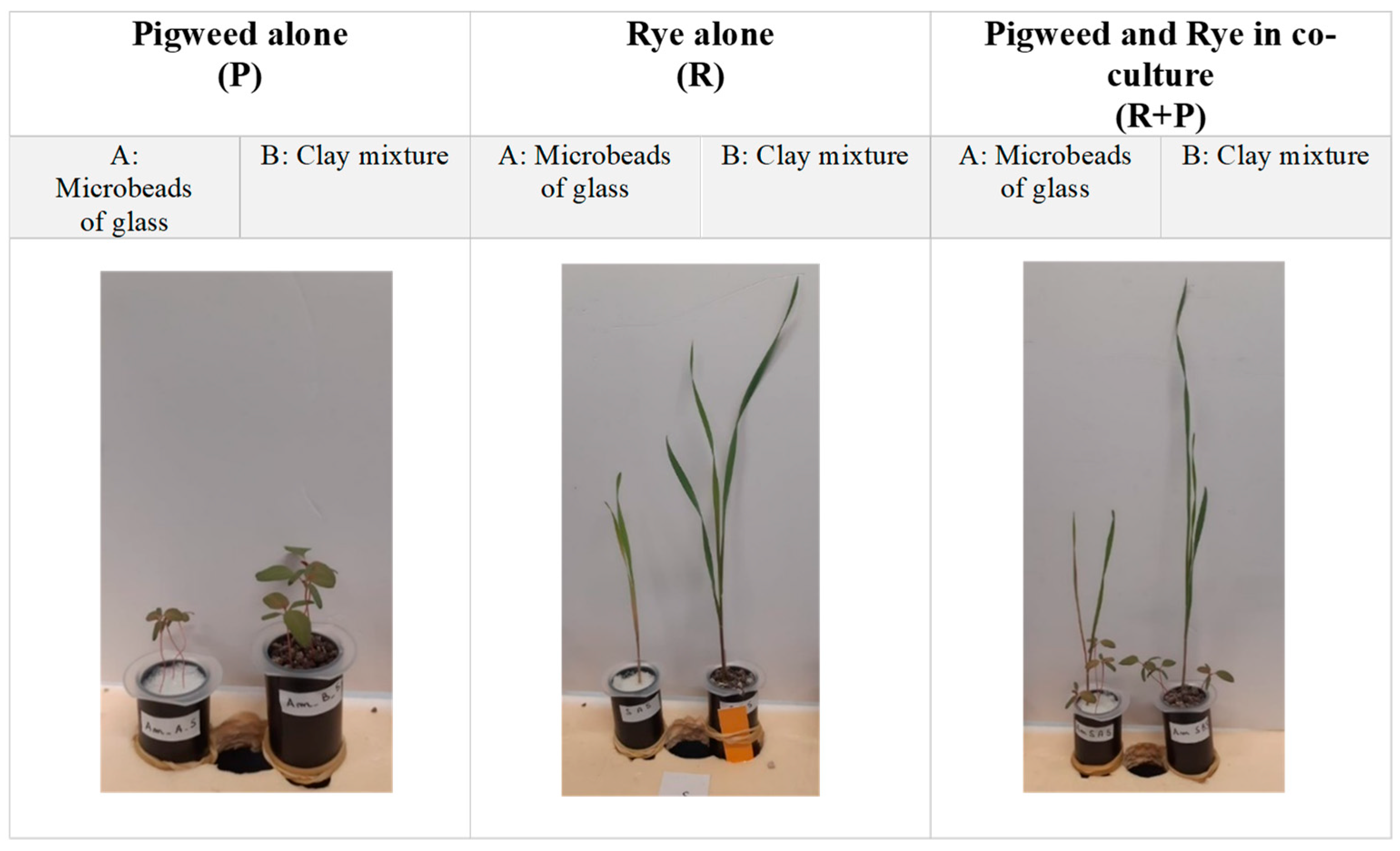 Agronomy 14 03000 g001