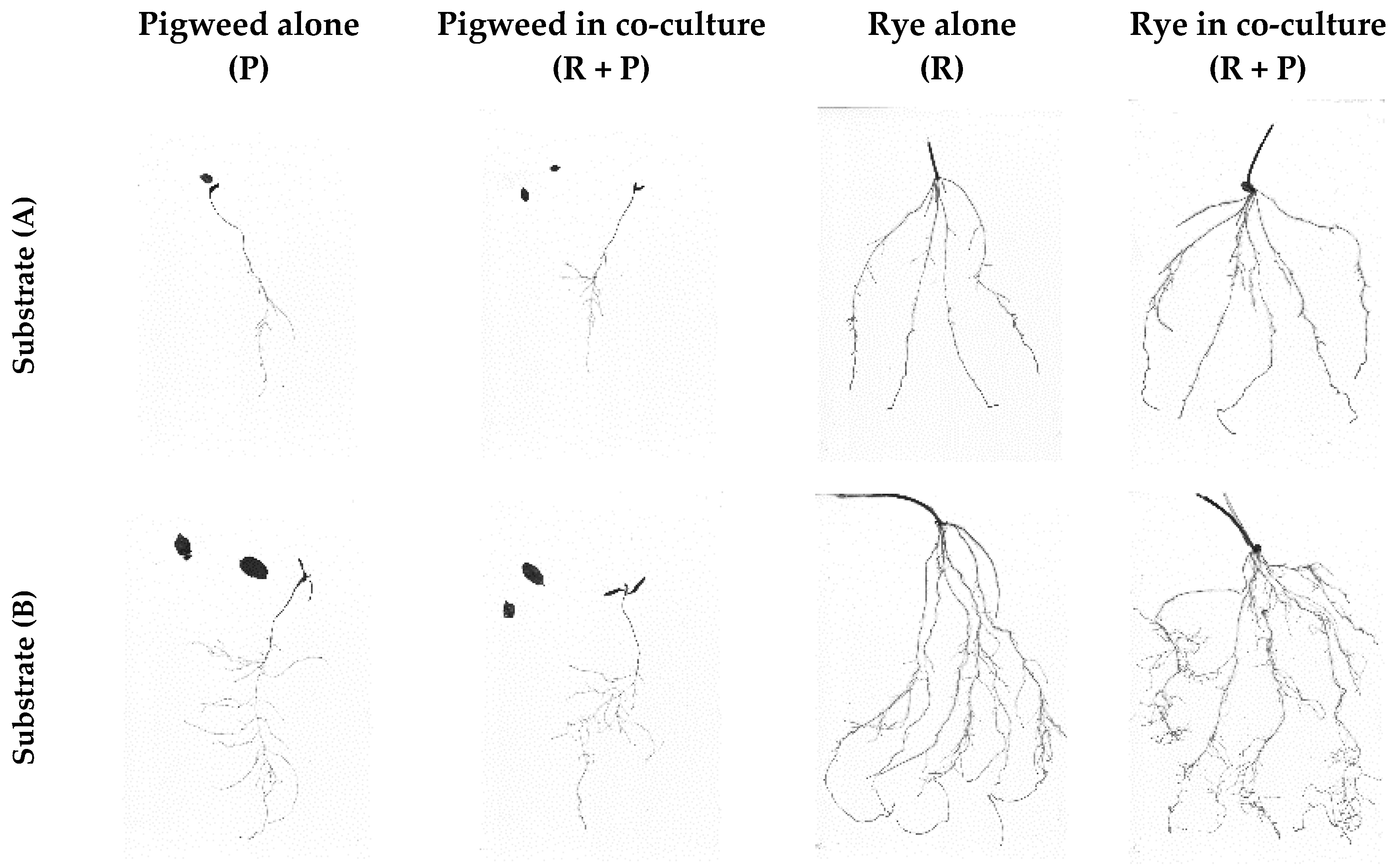 Agronomy 14 03000 g002