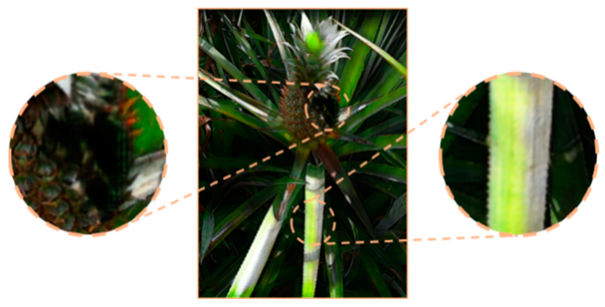 Agronomy 14 03002 g009