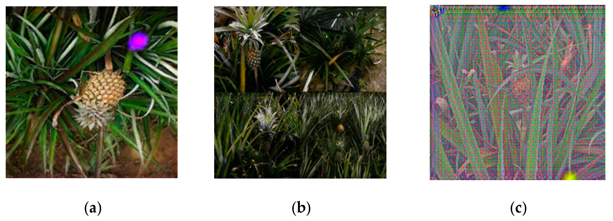 Agronomy 14 03002 g010