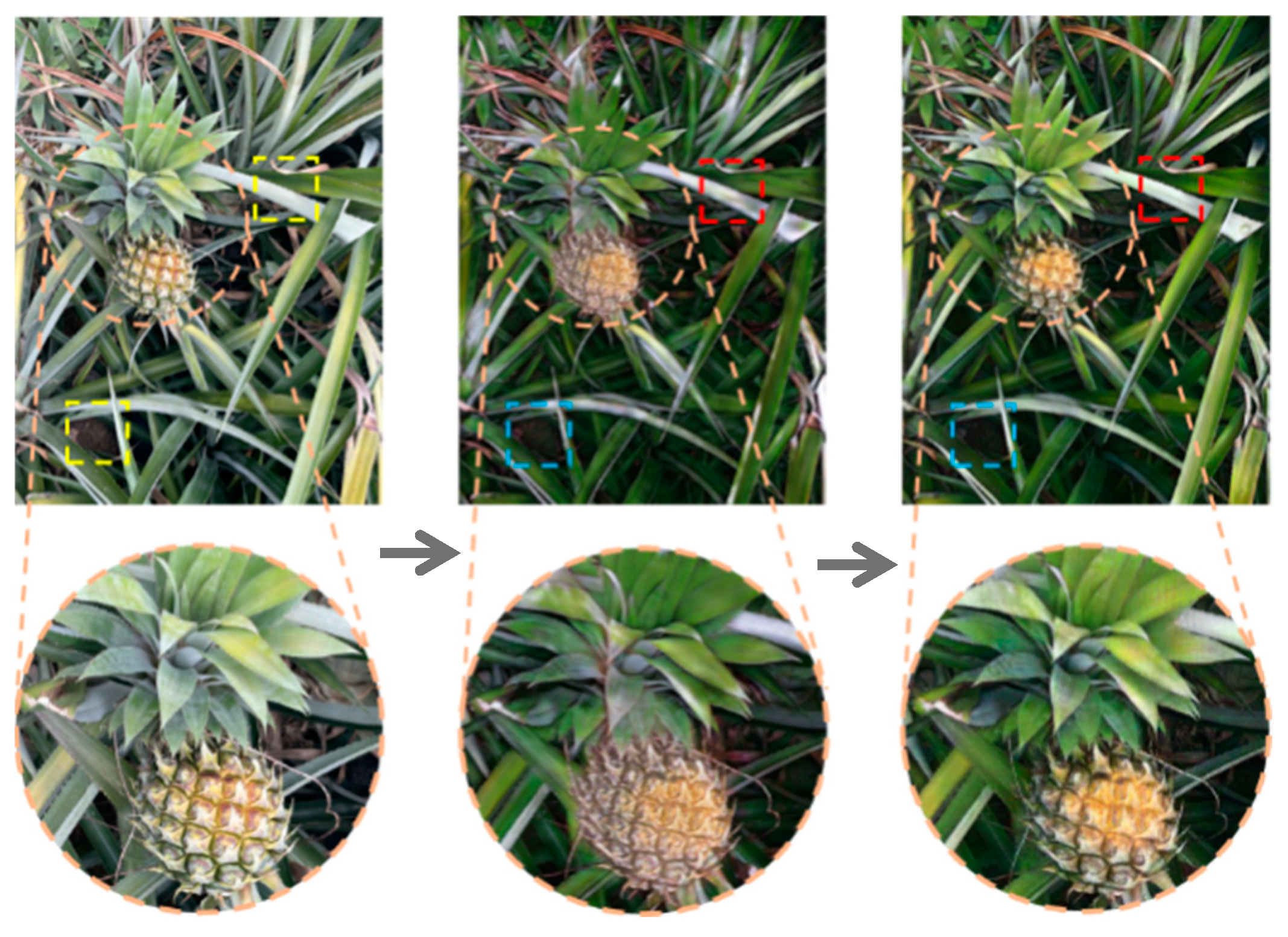 Agronomy 14 03002 g013