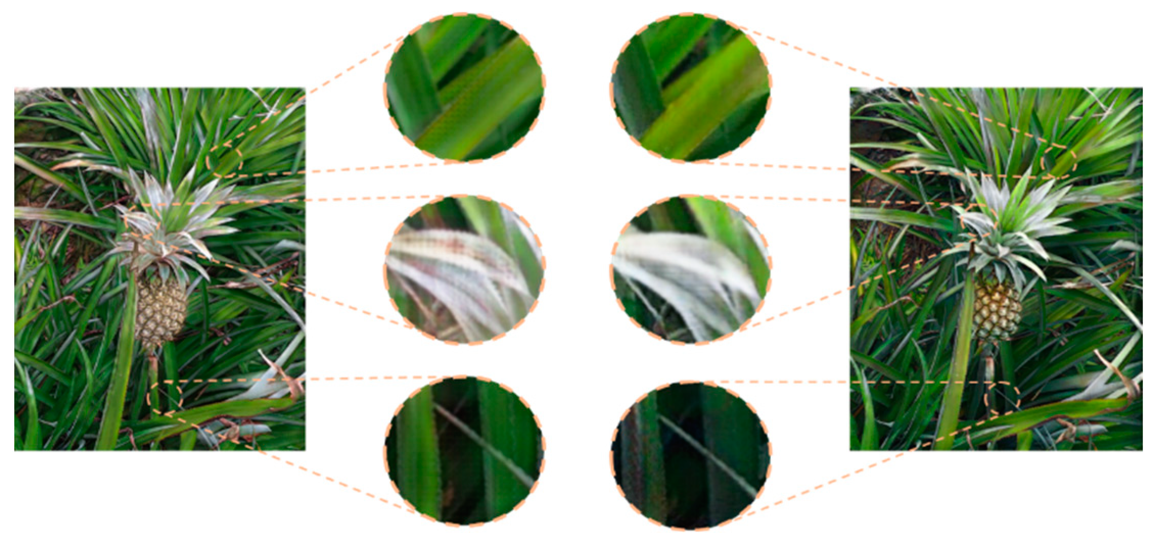 Agronomy 14 03002 g014