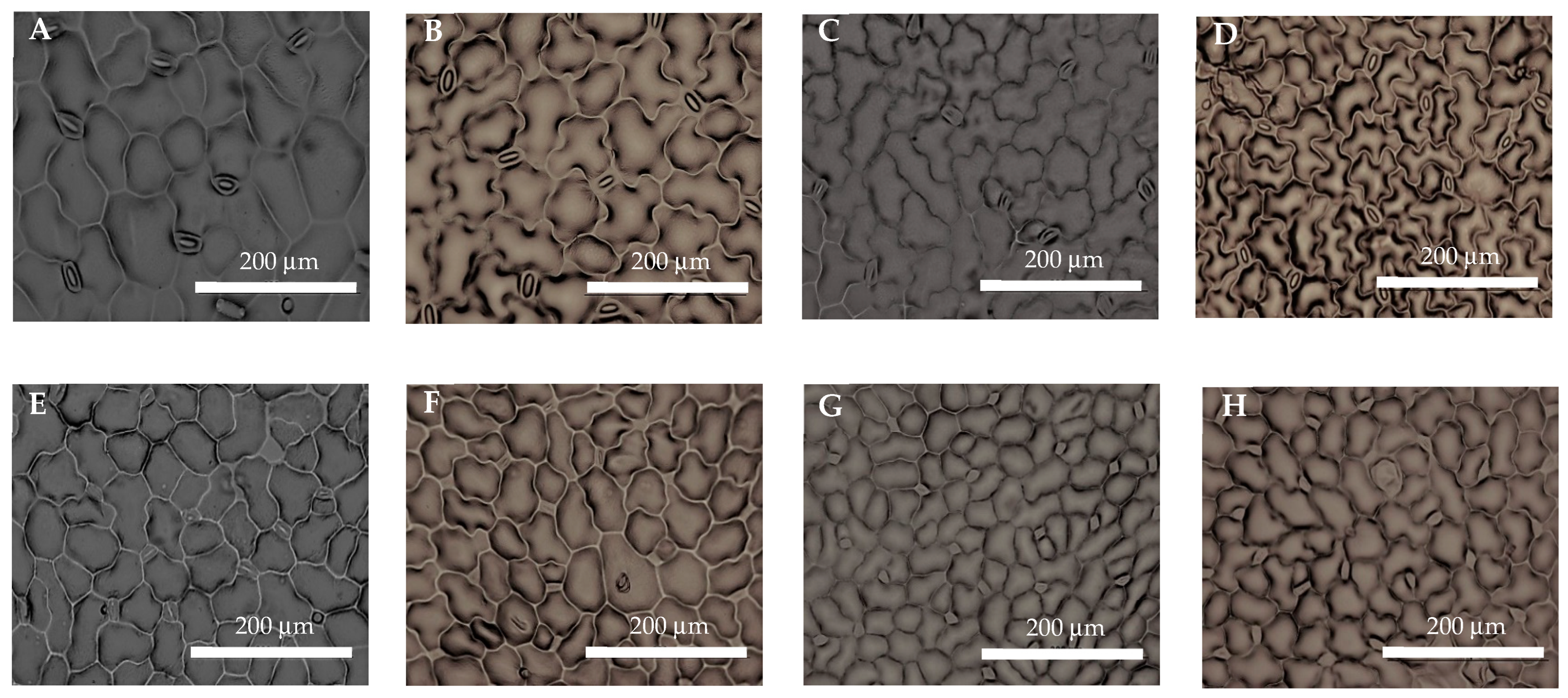 Agronomy 14 03003 g005