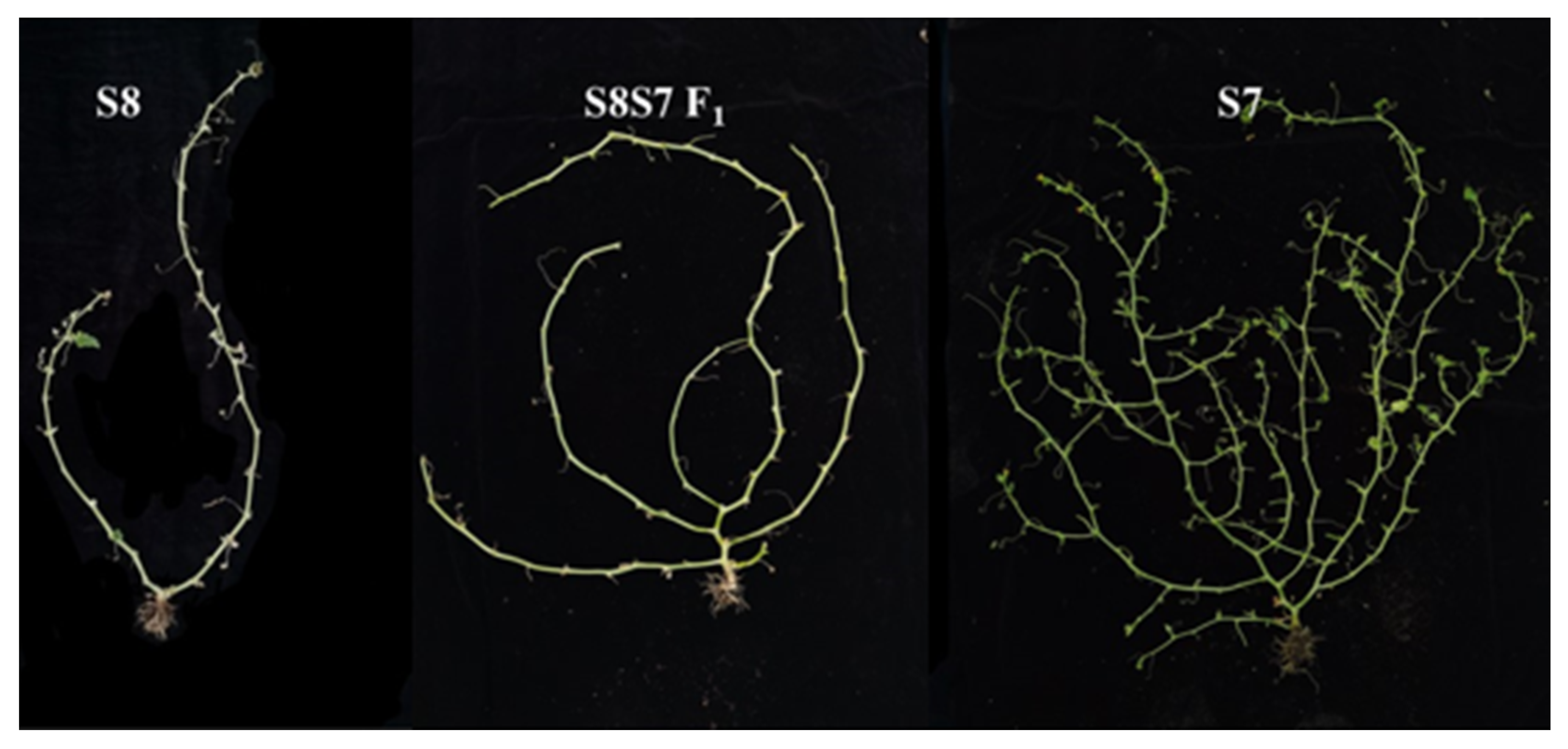 Agronomy 14 03012 g001