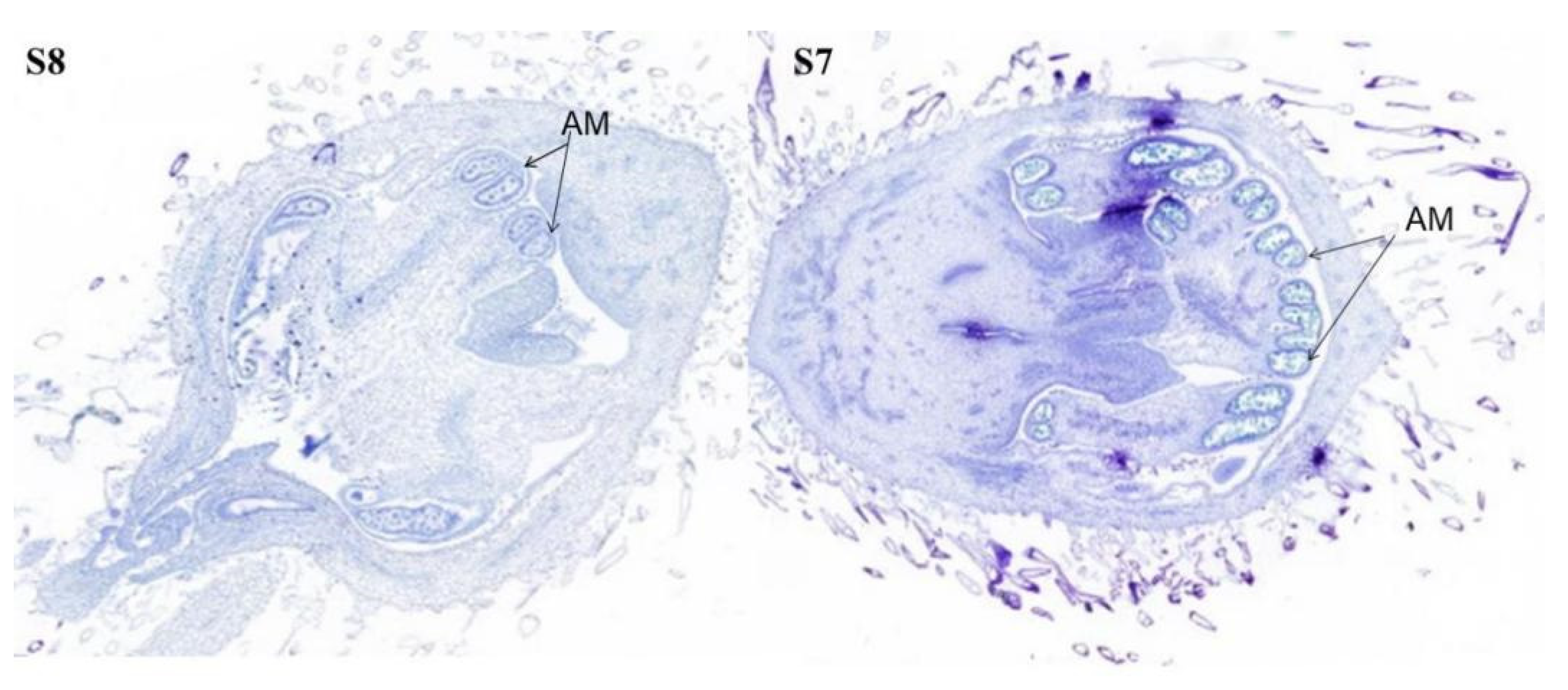 Agronomy 14 03012 g002