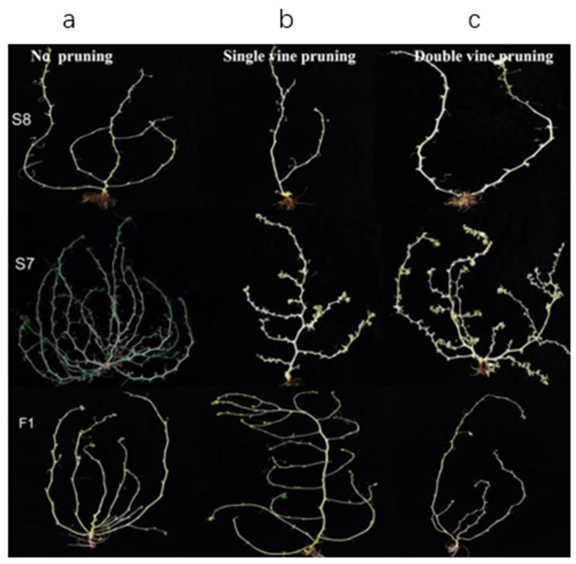 Agronomy 14 03012 g003