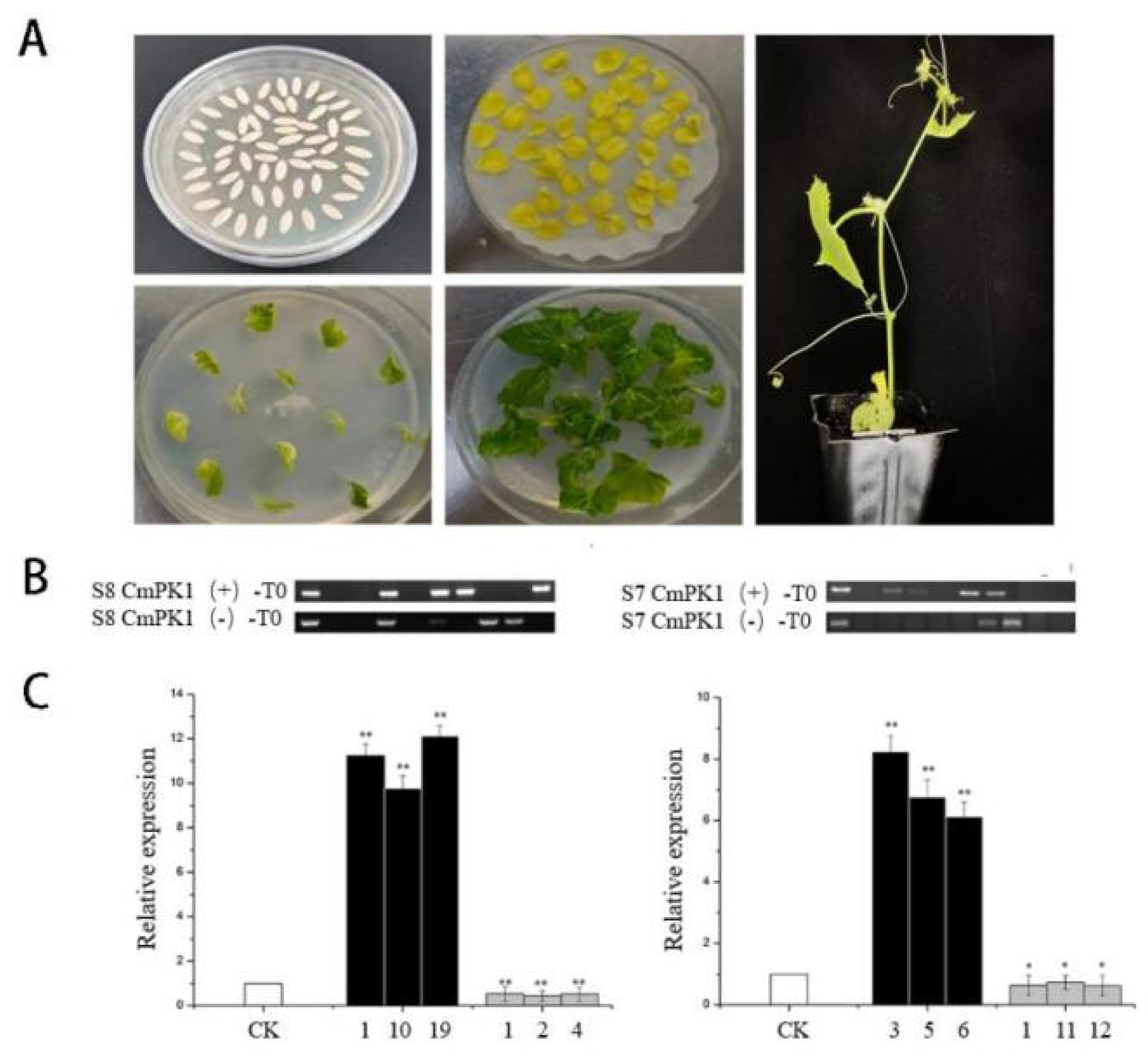 Agronomy 14 03012 g008