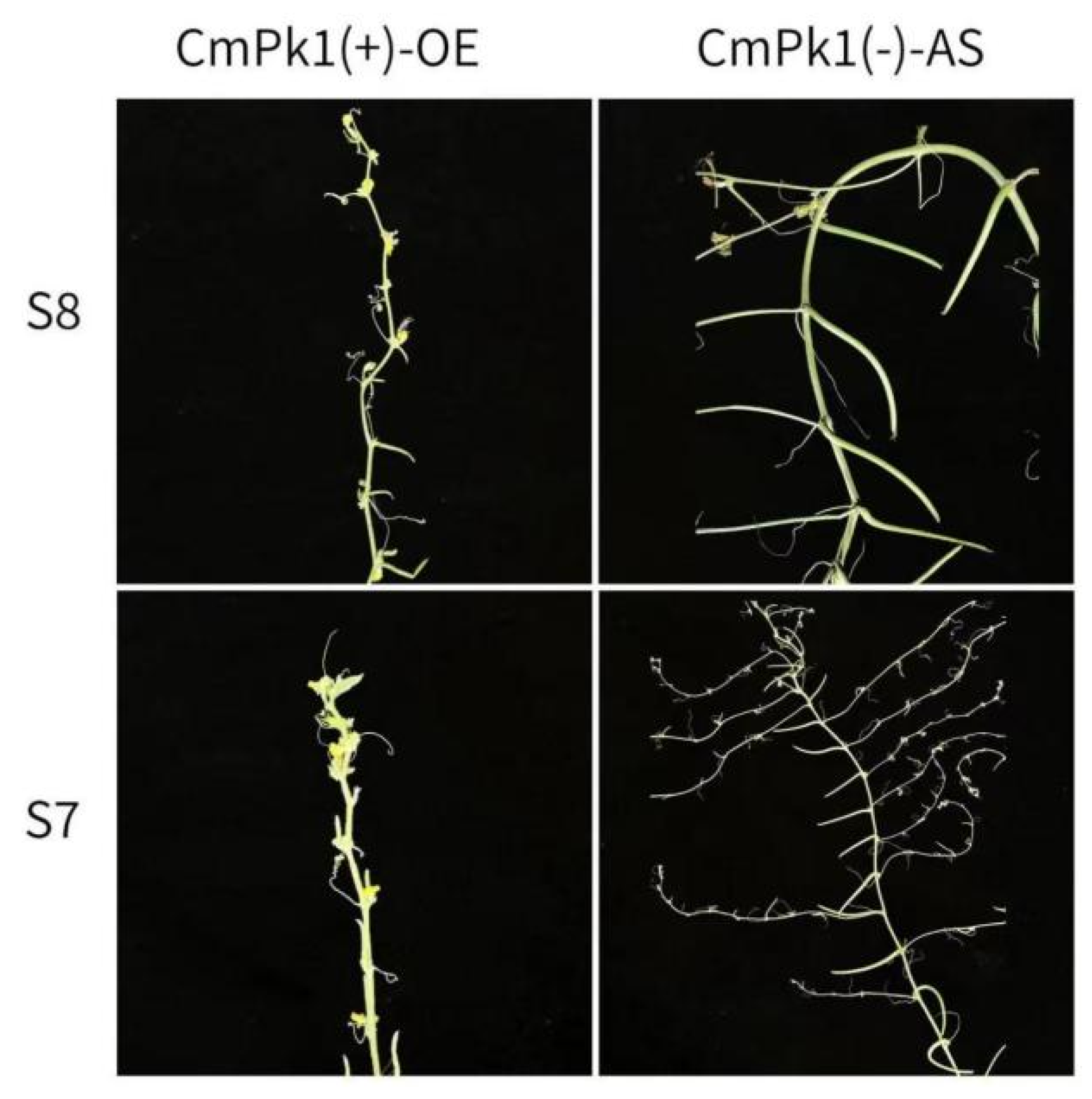 Agronomy 14 03012 g009