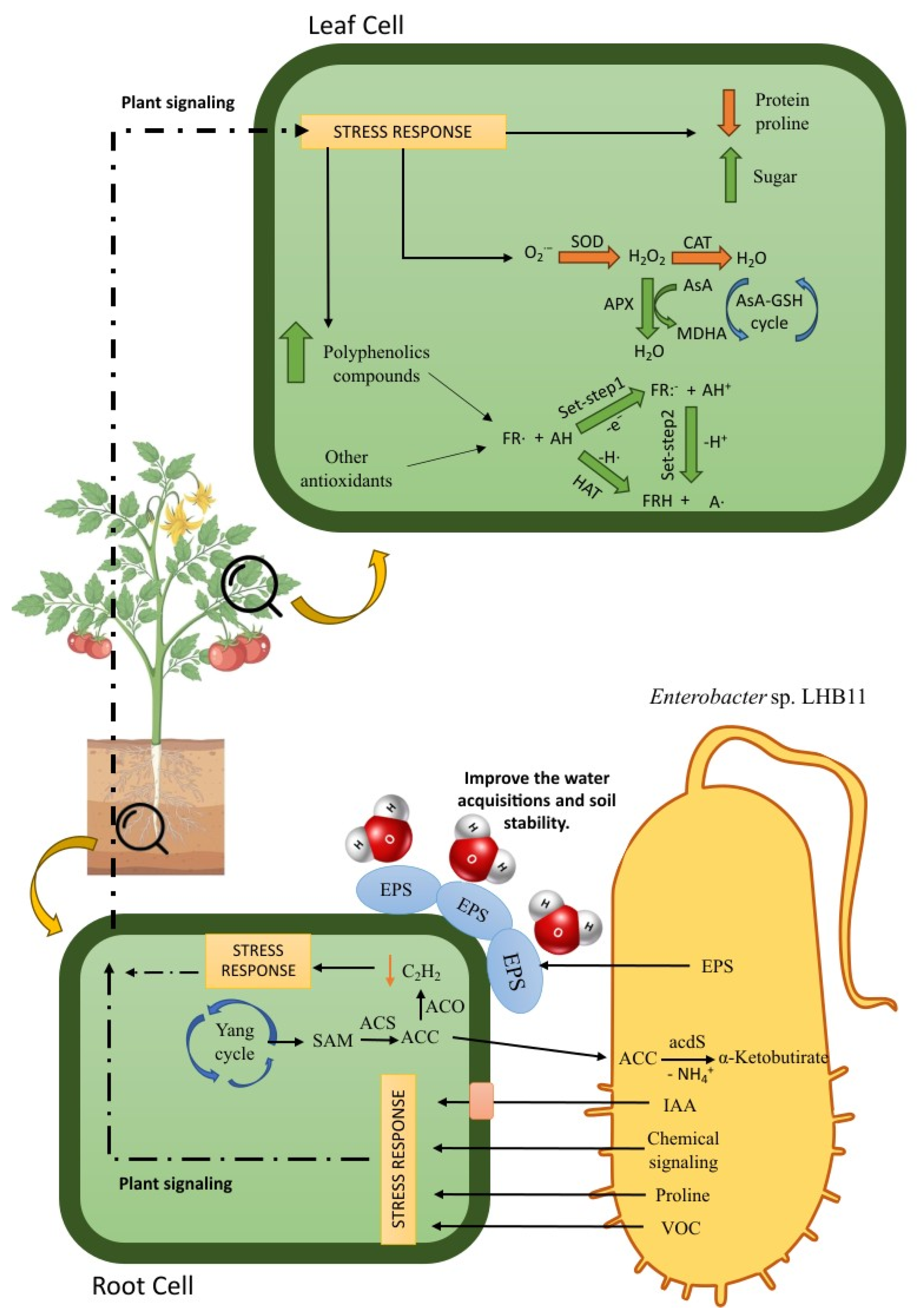 Agronomy 14 03013 g005