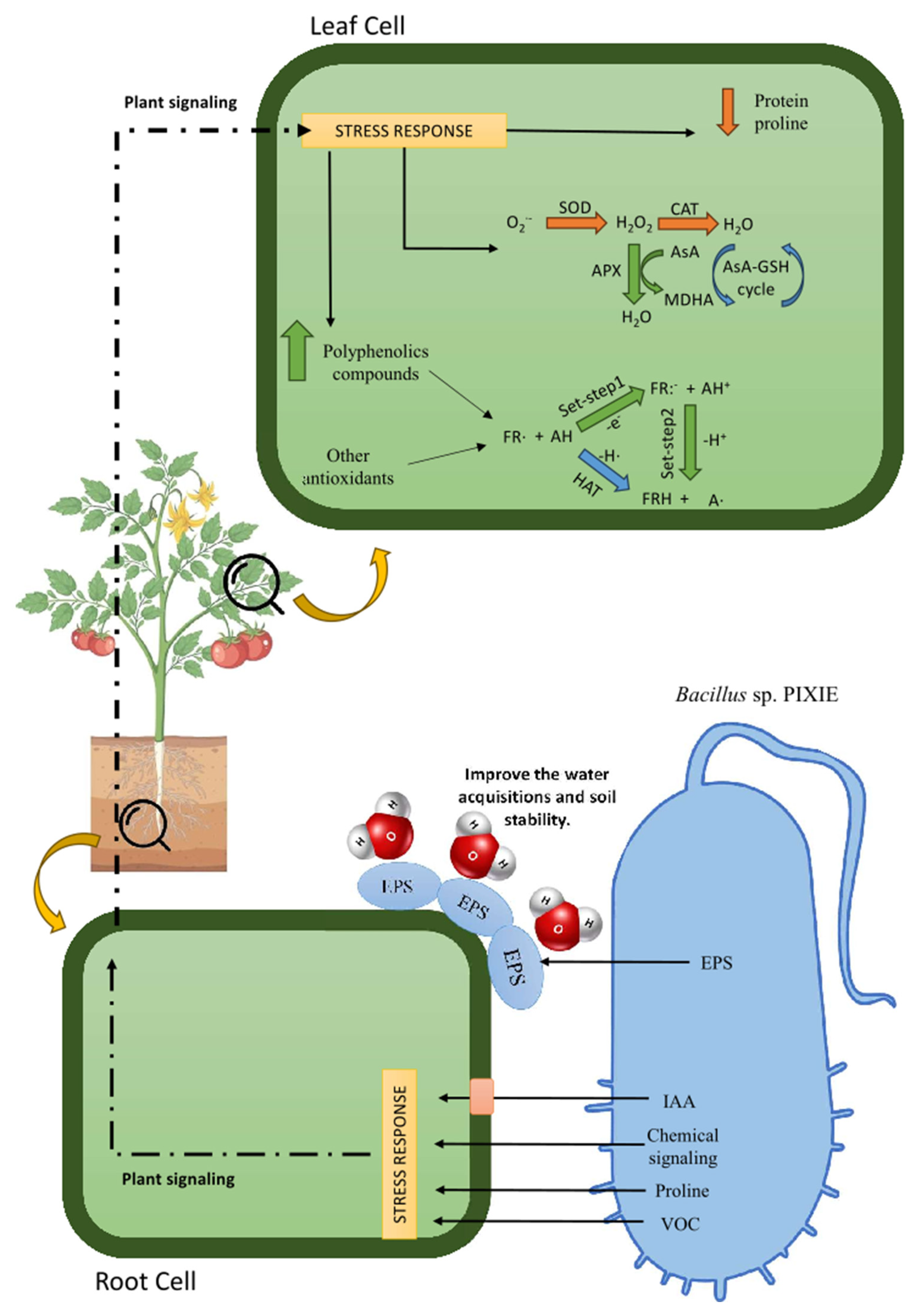 Agronomy 14 03013 g006