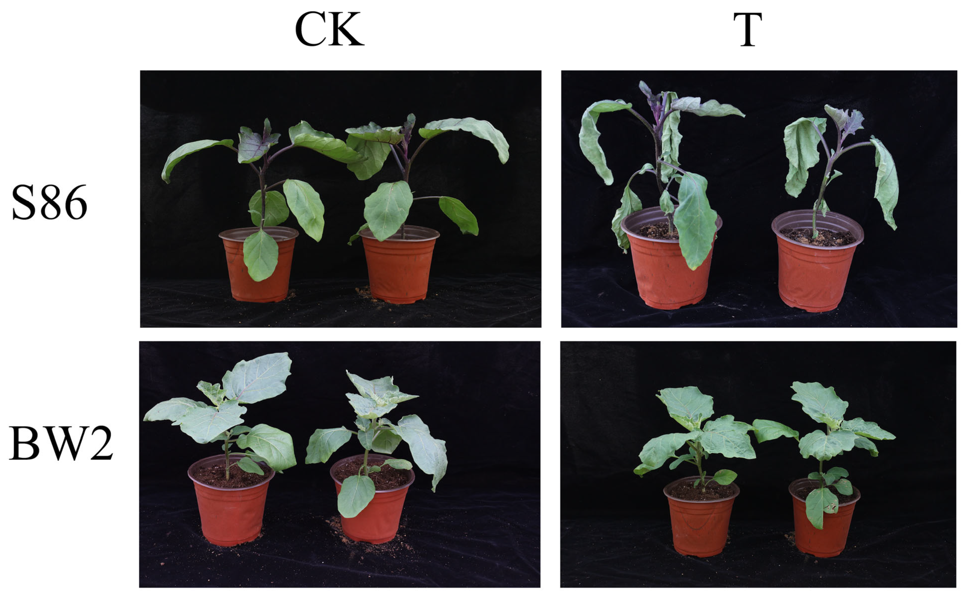 Agronomy 14 03016 g001