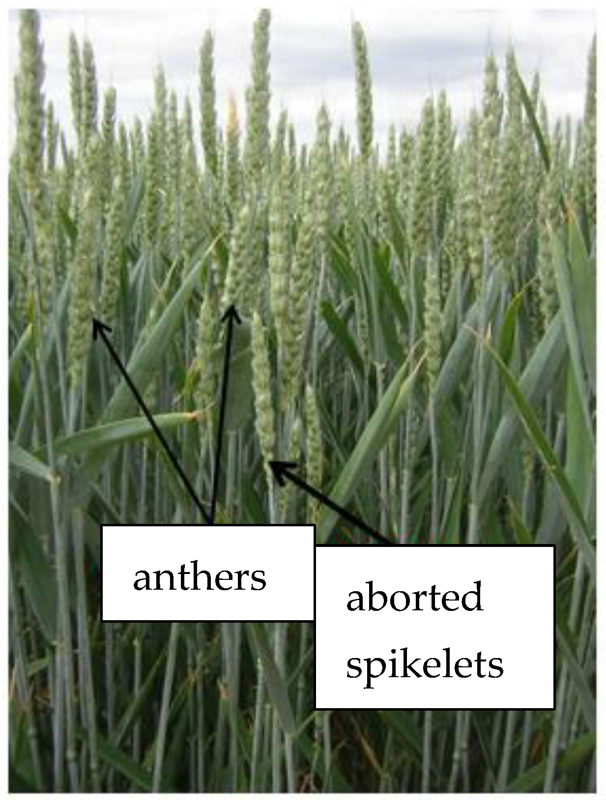 Agronomy 14 03018 g001