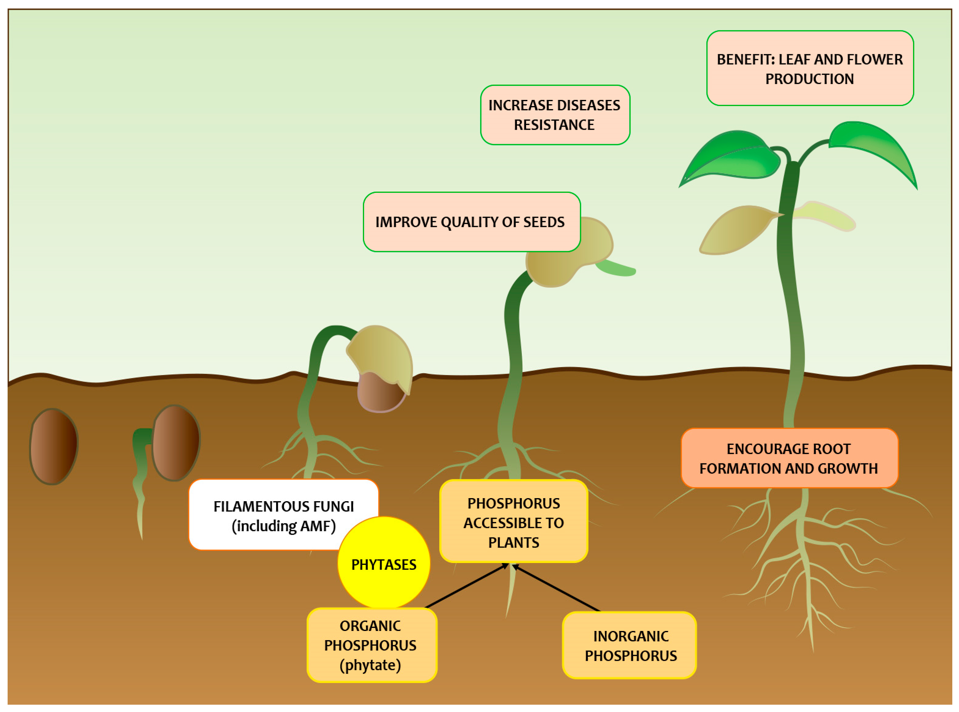 Agronomy 14 03029 g002 Agronomy 14 03029 g002