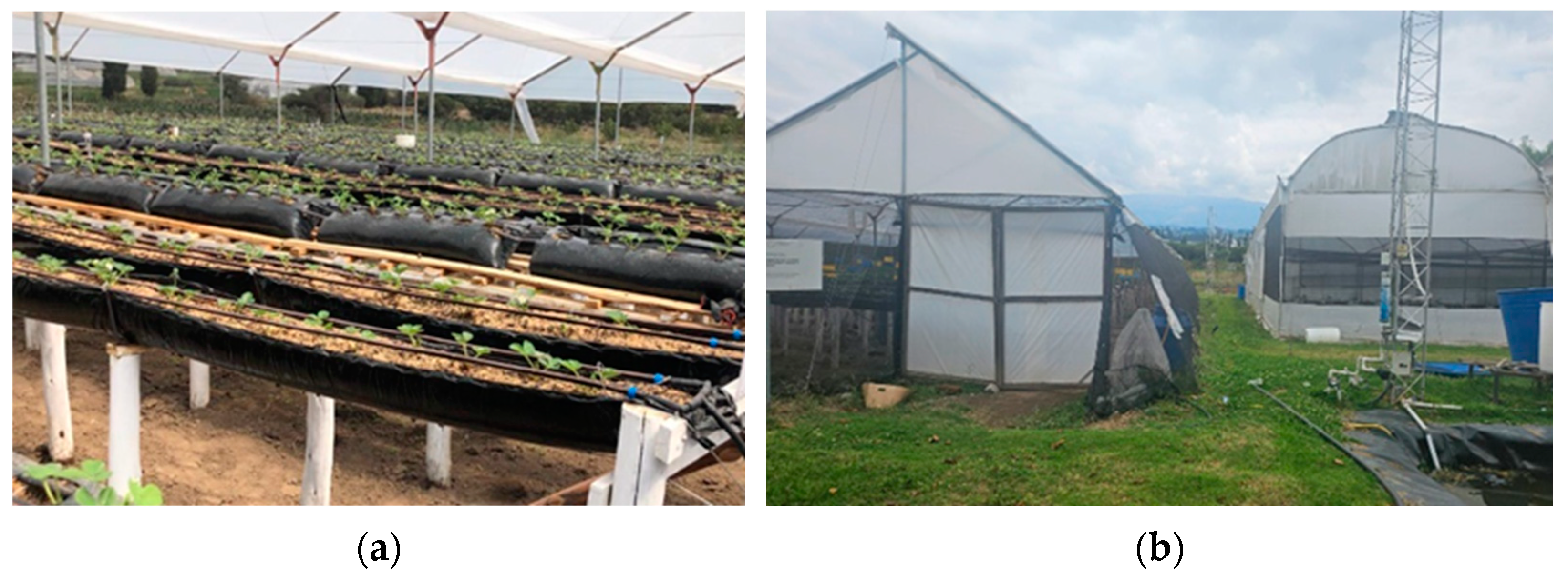 Agronomy 14 03030 g002