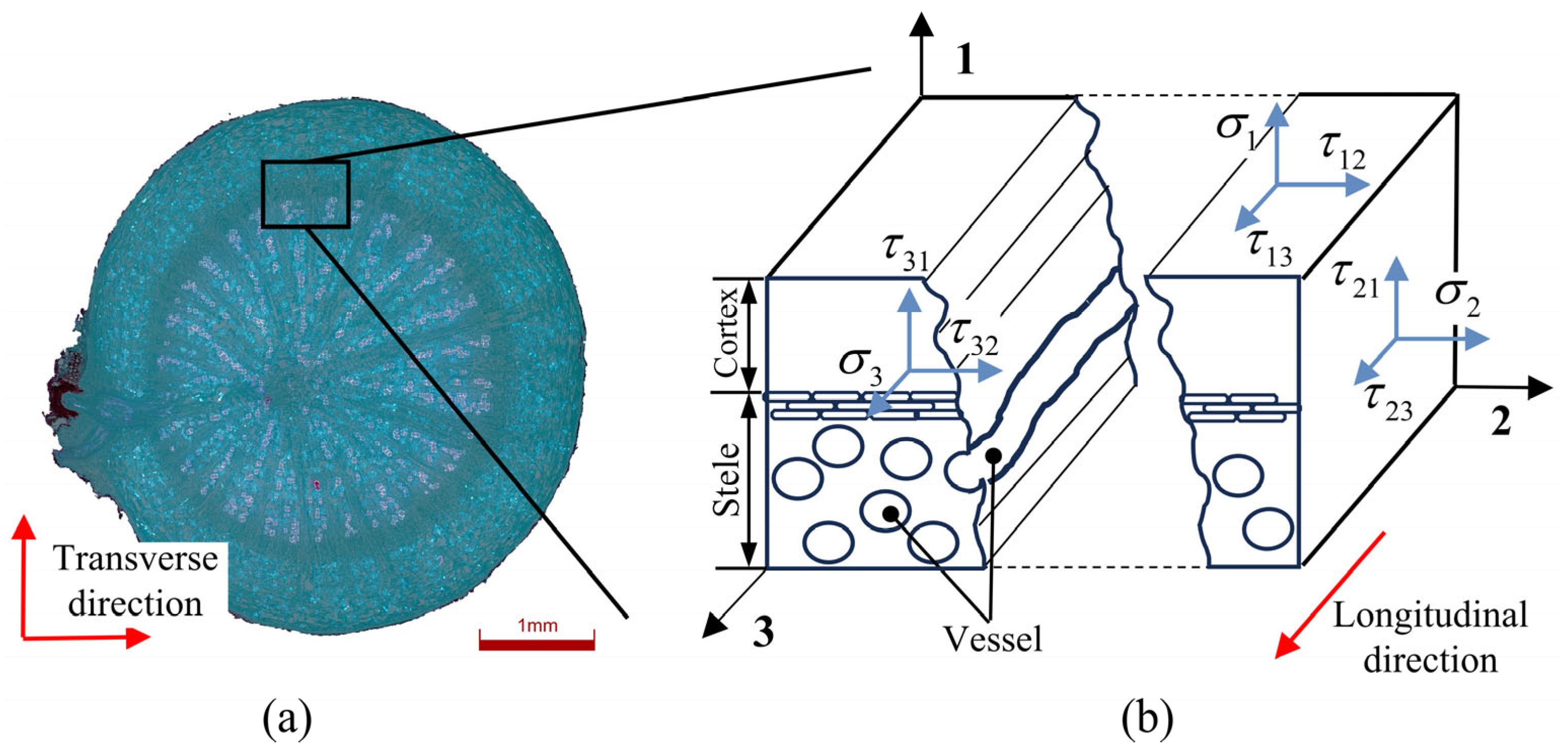 Determination of Biomechanical Parameters and Development of