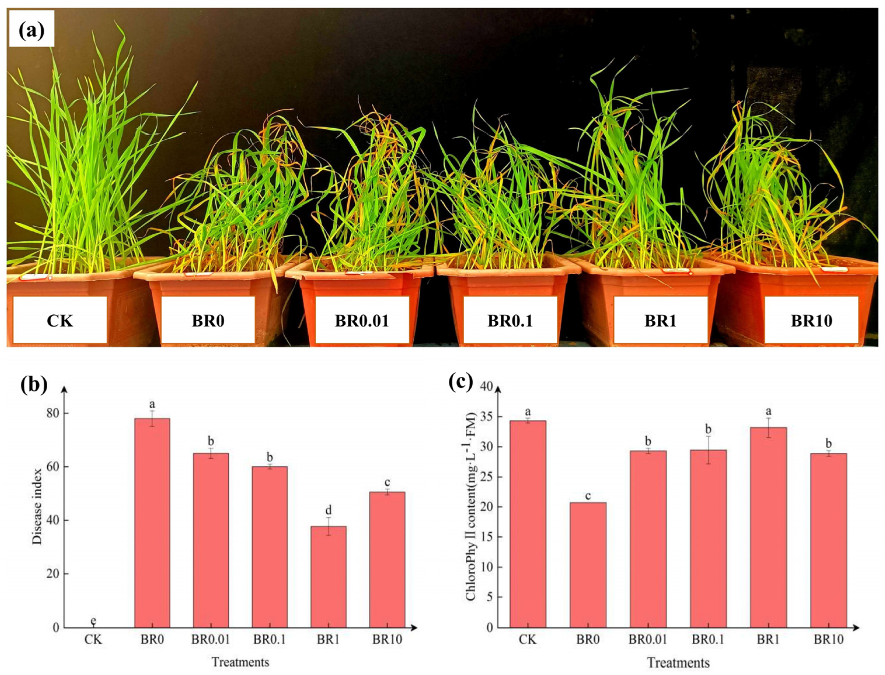 Agronomy 14 03035 g001