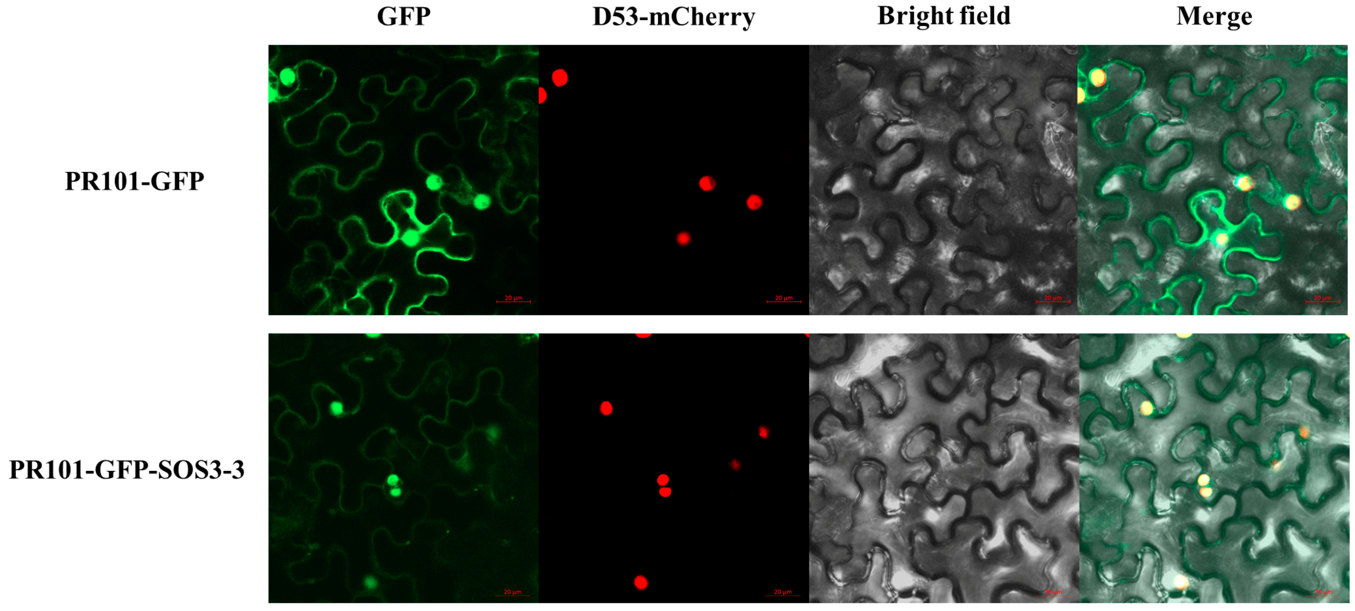 Agronomy 14 03044 g001