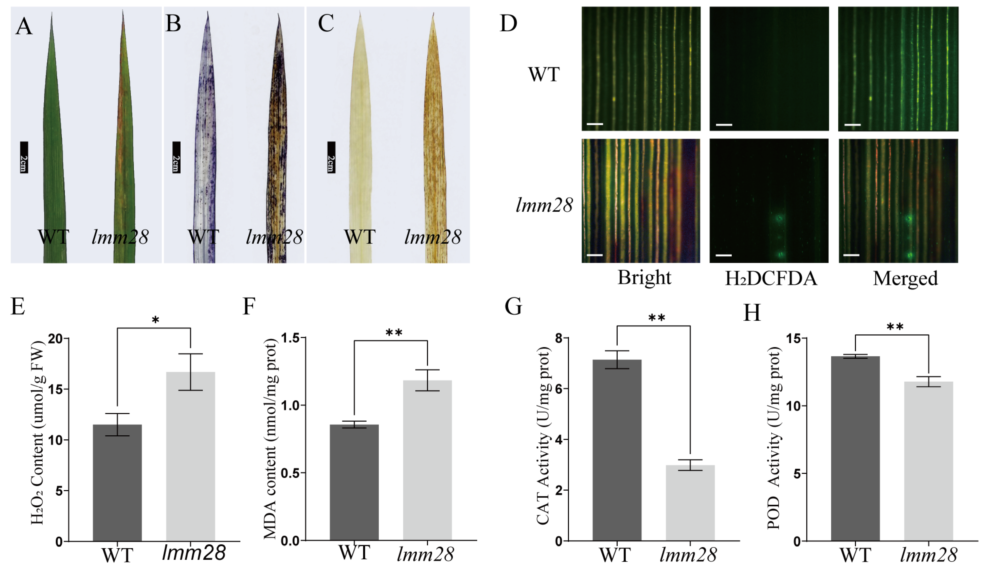 Agronomy 14 03048 g003