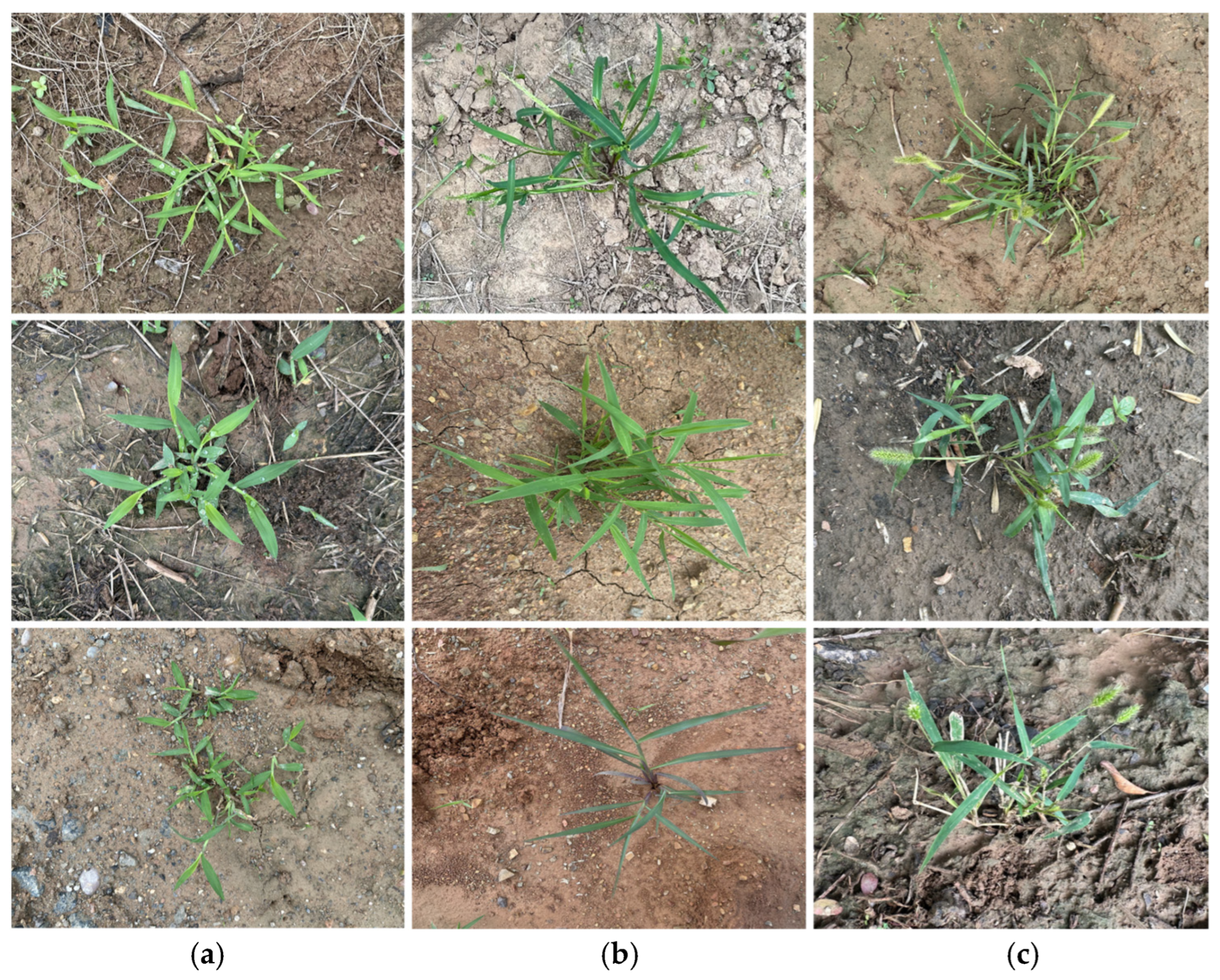 Agronomy 14 03062 g001