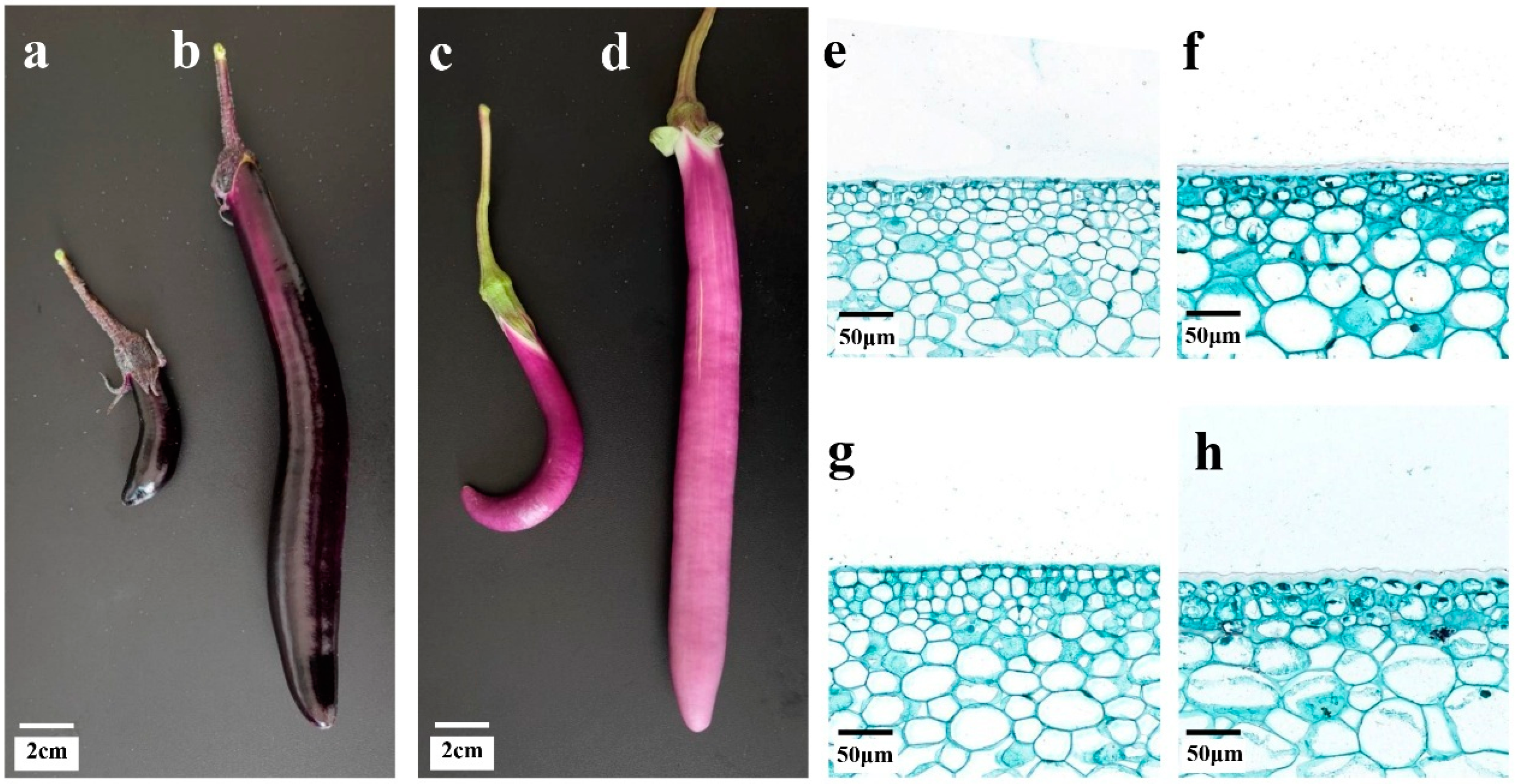 Agronomy 14 03063 g001