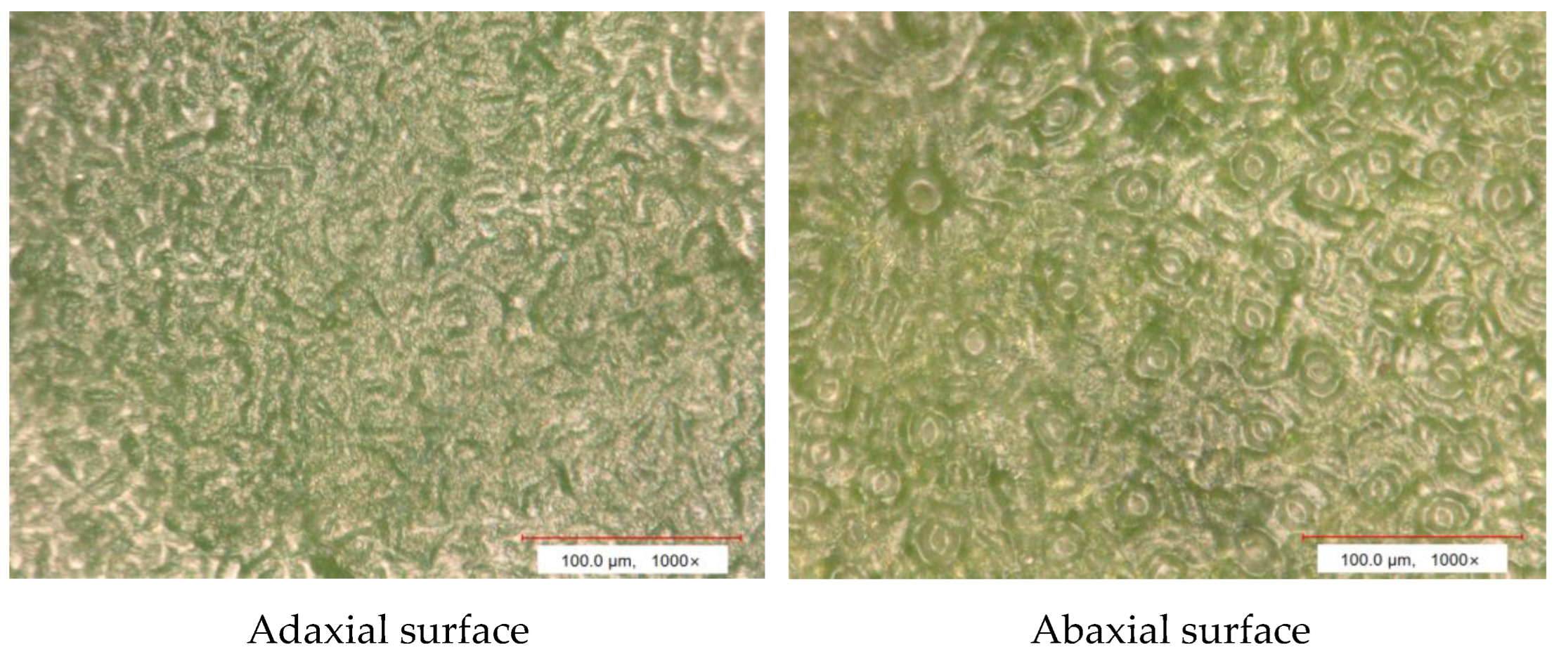 Agronomy 14 03065 g005