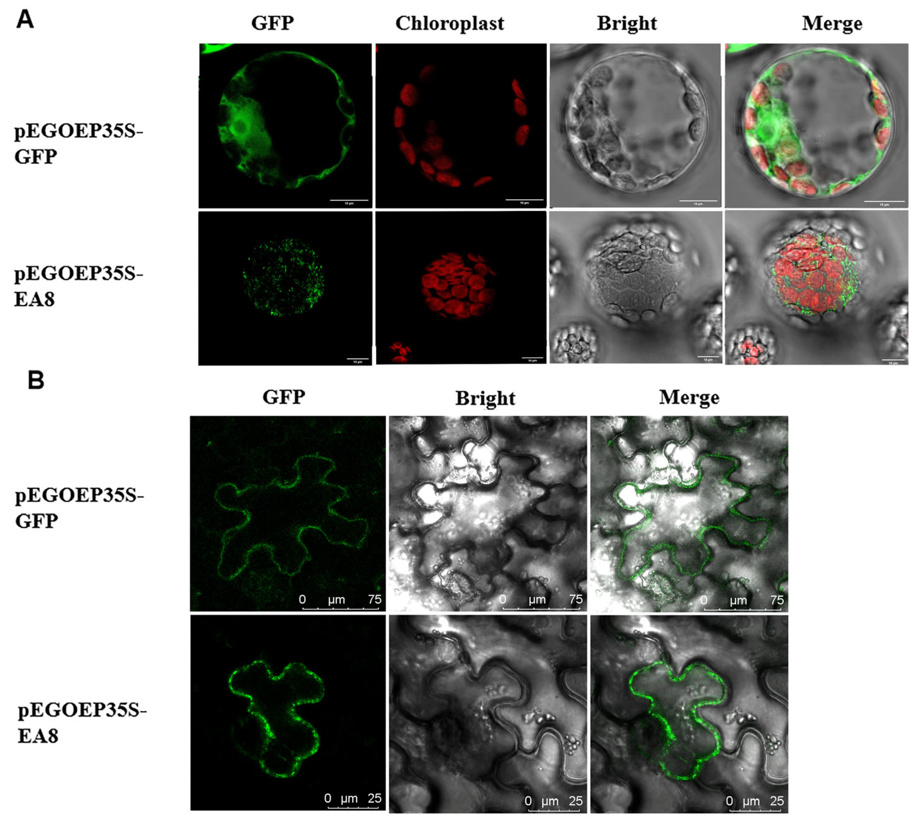 Agronomy 15 00016 g003