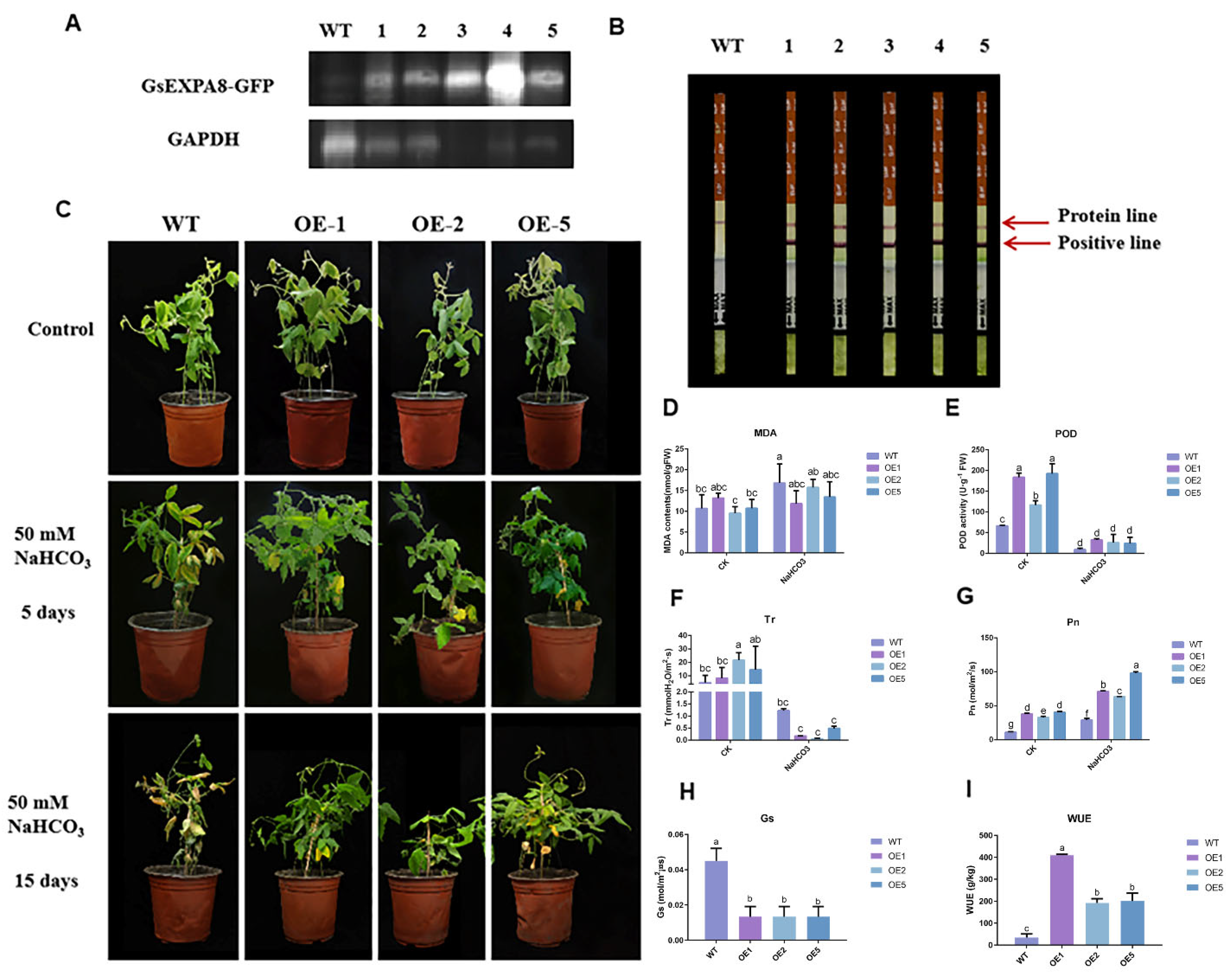 Agronomy 15 00016 g004