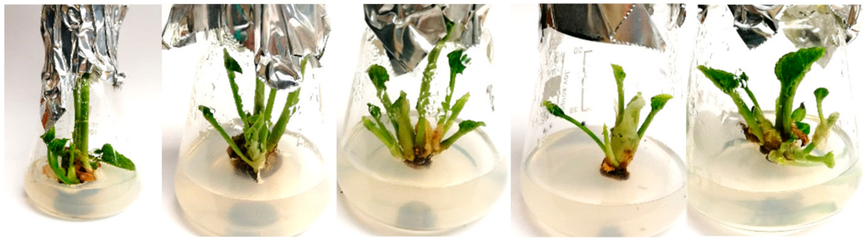 Agronomy 15 00027 g002 Agronomy 15 00027 g002