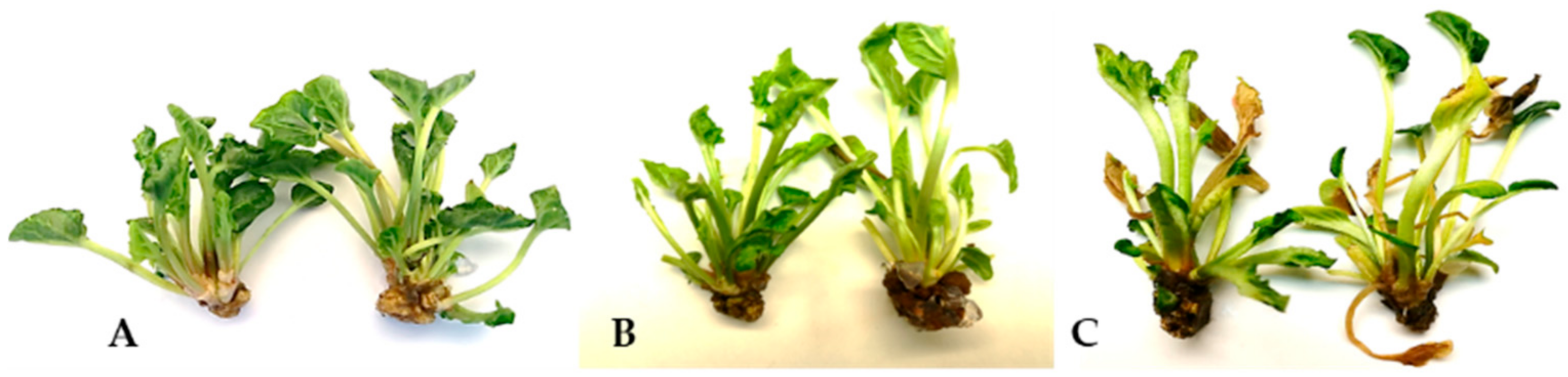 Agronomy 15 00027 g004 Agronomy 15 00027 g004