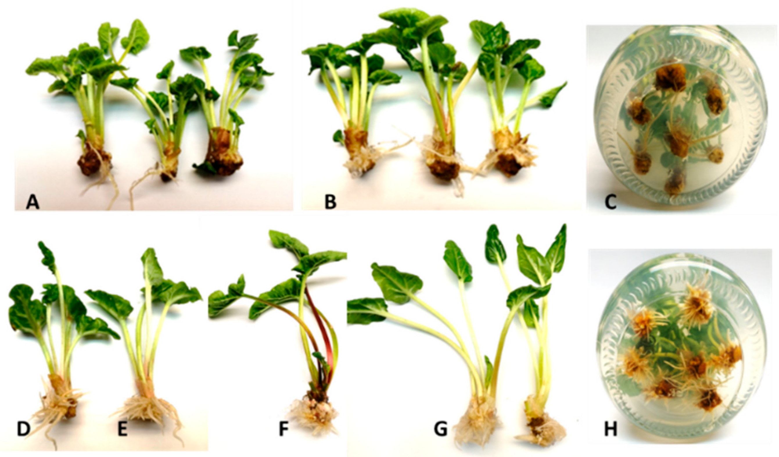 Agronomy 15 00027 g007 Agronomy 15 00027 g007