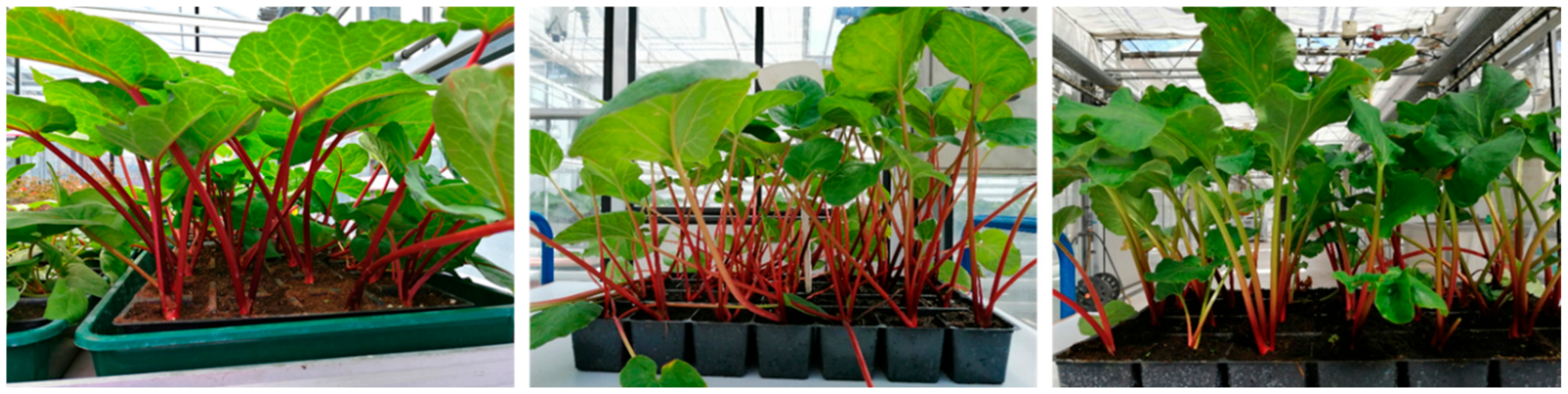 Agronomy 15 00027 g008 Agronomy 15 00027 g008