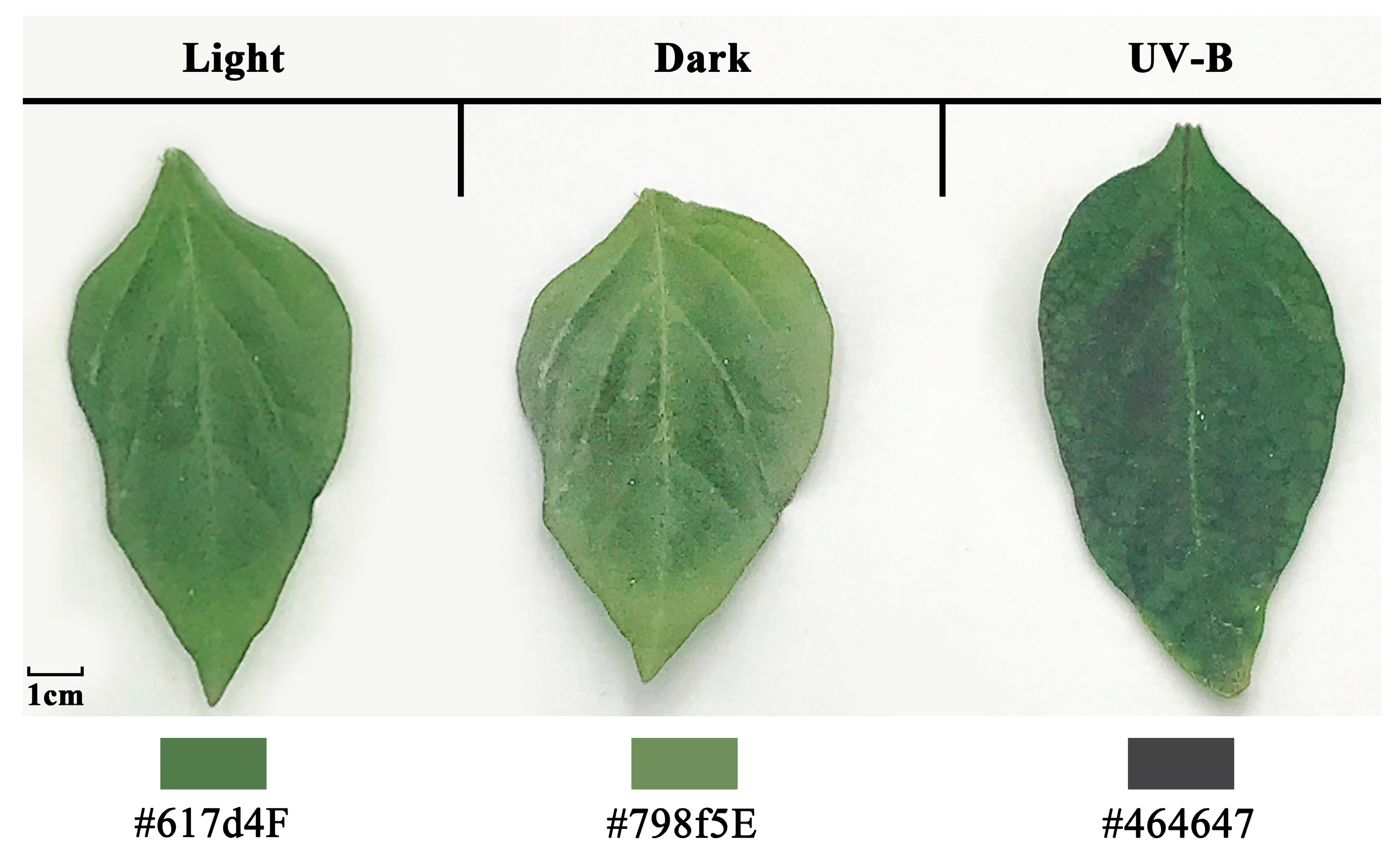 Agronomy 15 00028 g001